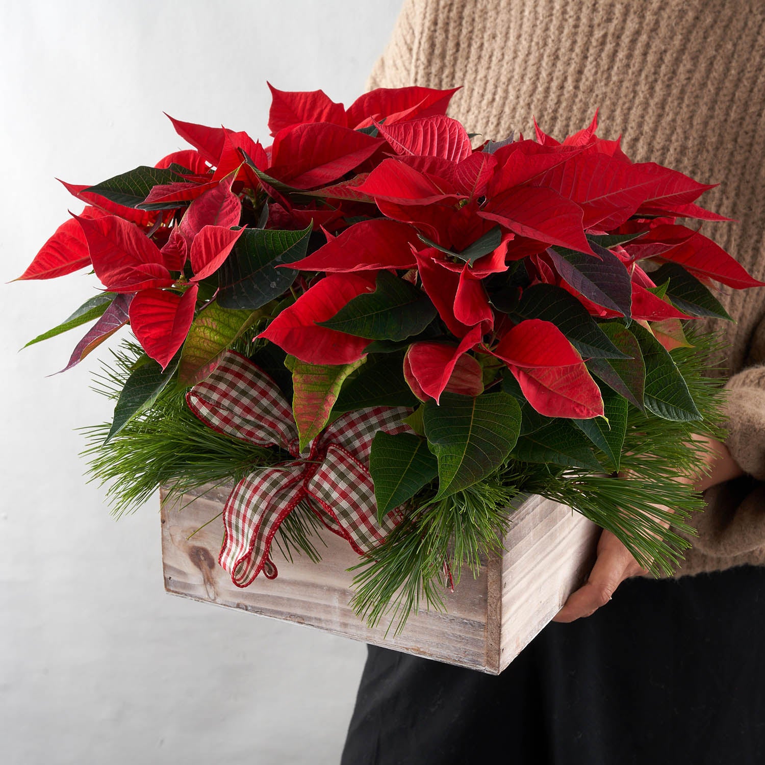 Person holding, red poinsettia plant, pine boughs, and plaid bow, in wooden box.