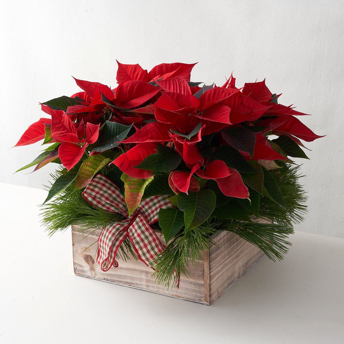 Red poinsettia in a wooden box with pine boughs and a red and green bow.