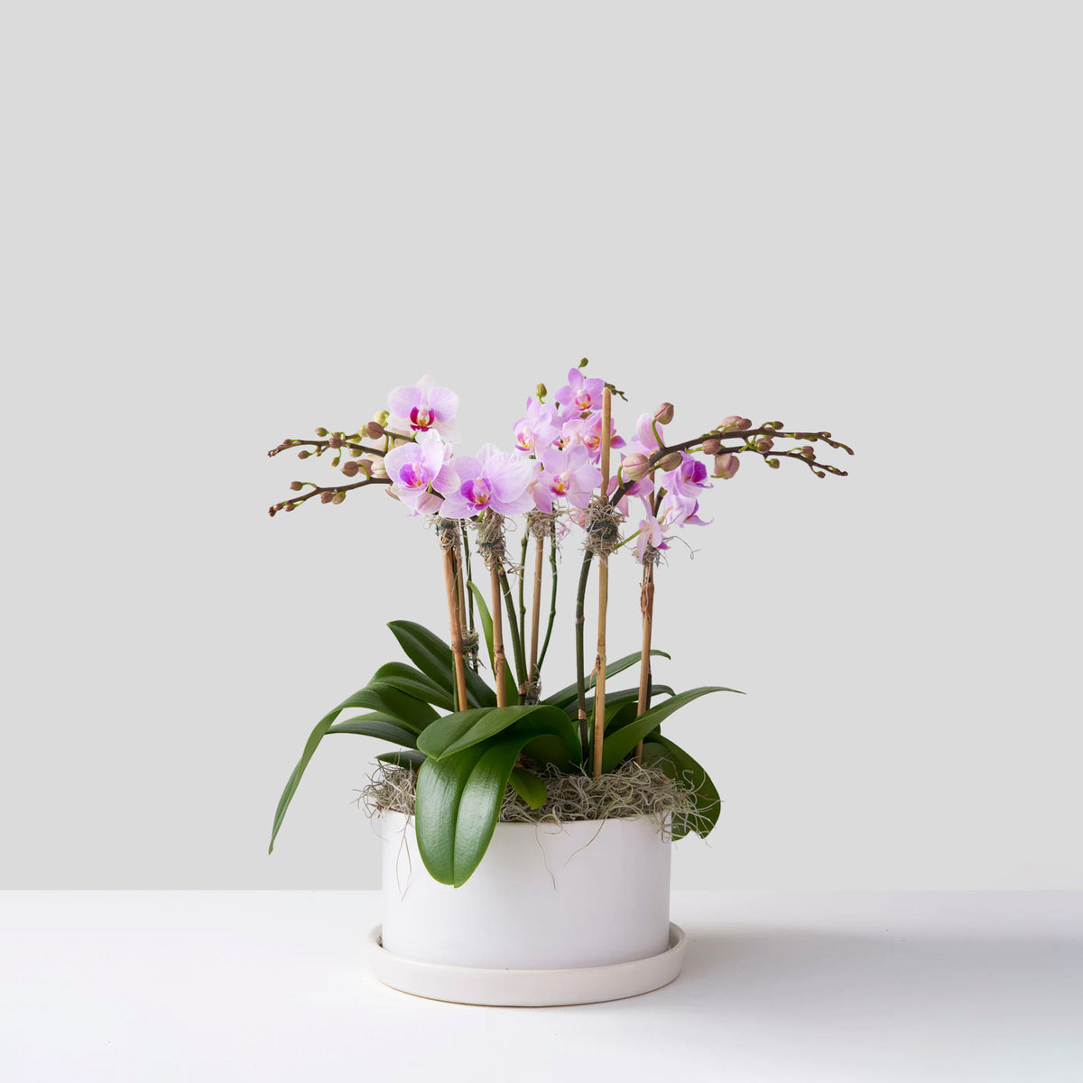 Orchidée Grandiflora blanche 1 tige avec pot en céramique 14cm