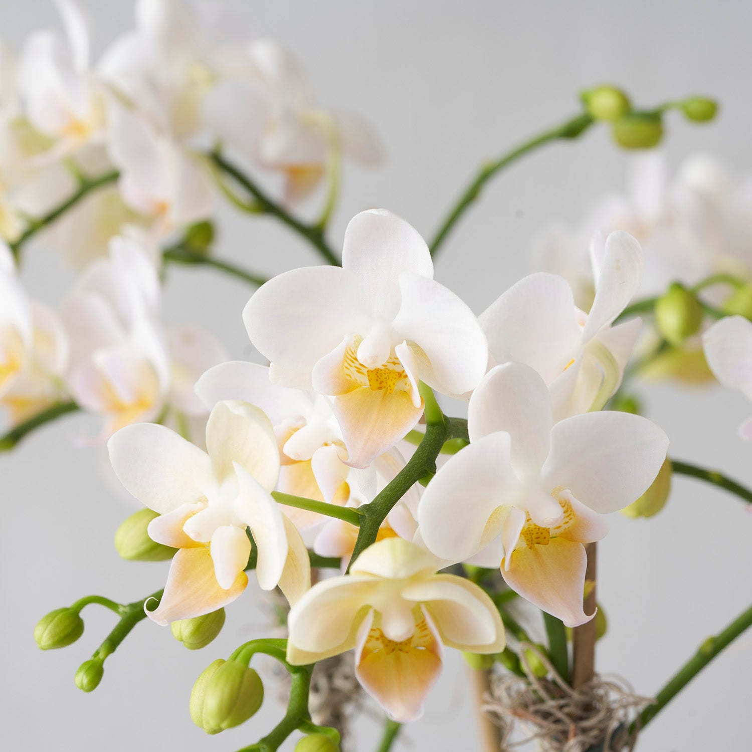Close up of miniature white phalaenopsis orchid flowers.