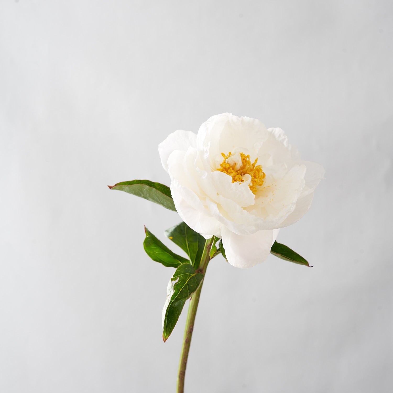 White peony with green stem