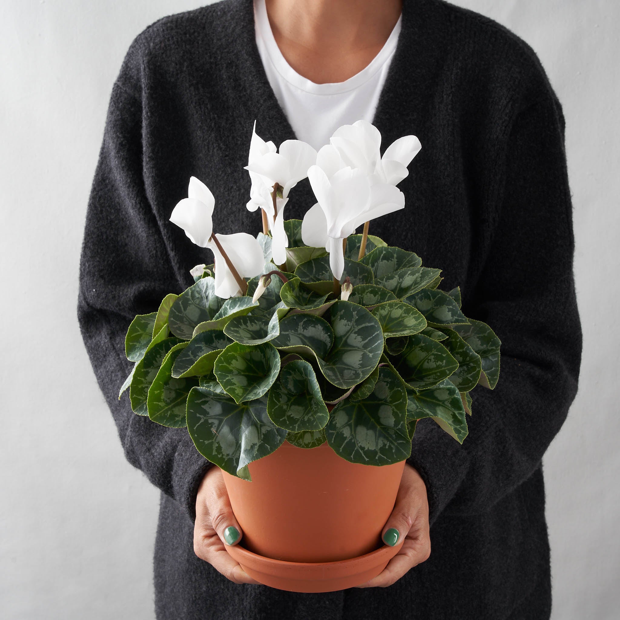 Woman holding white cyclamen plant in clay pot.