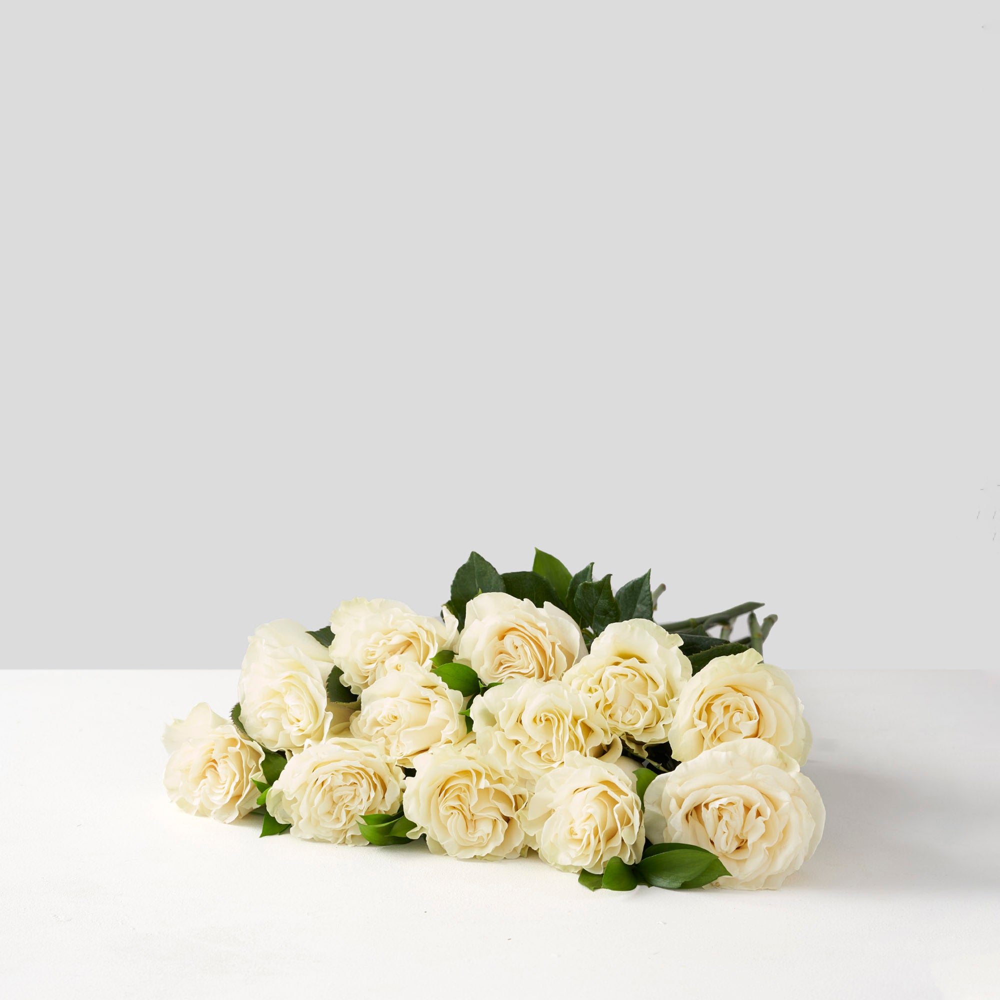 White Mondial Roses