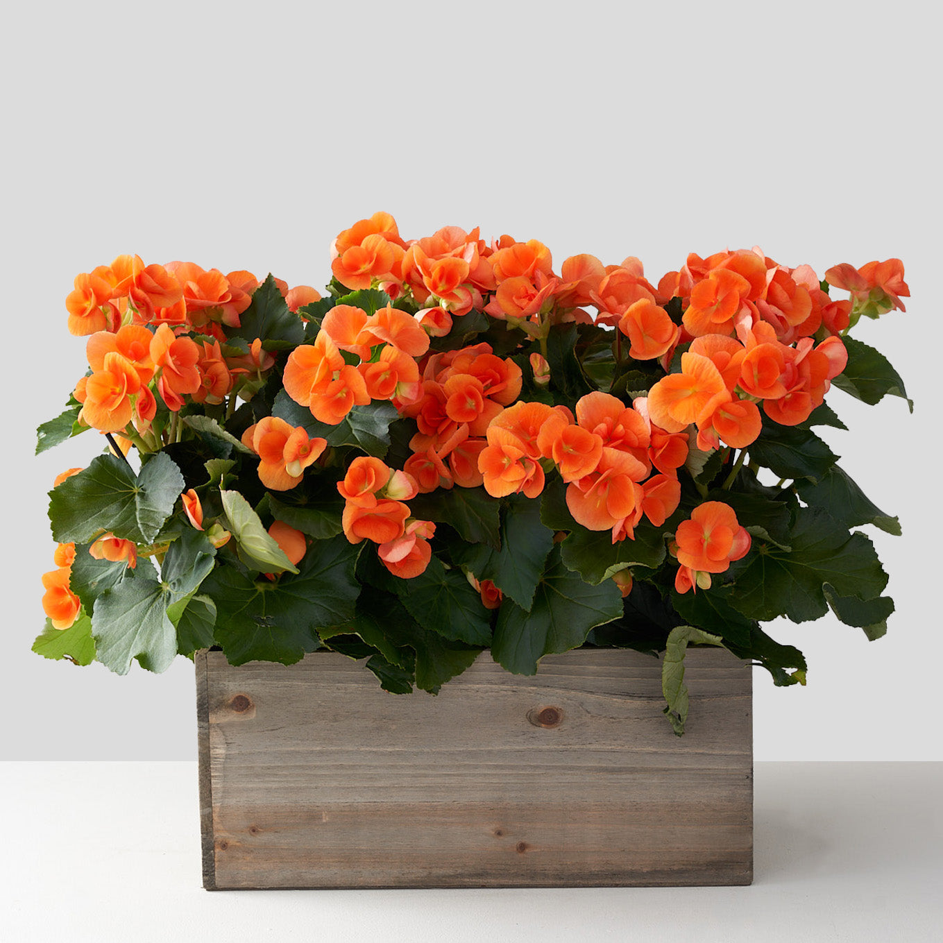 Bushy orange begonia inside a wooden planter box