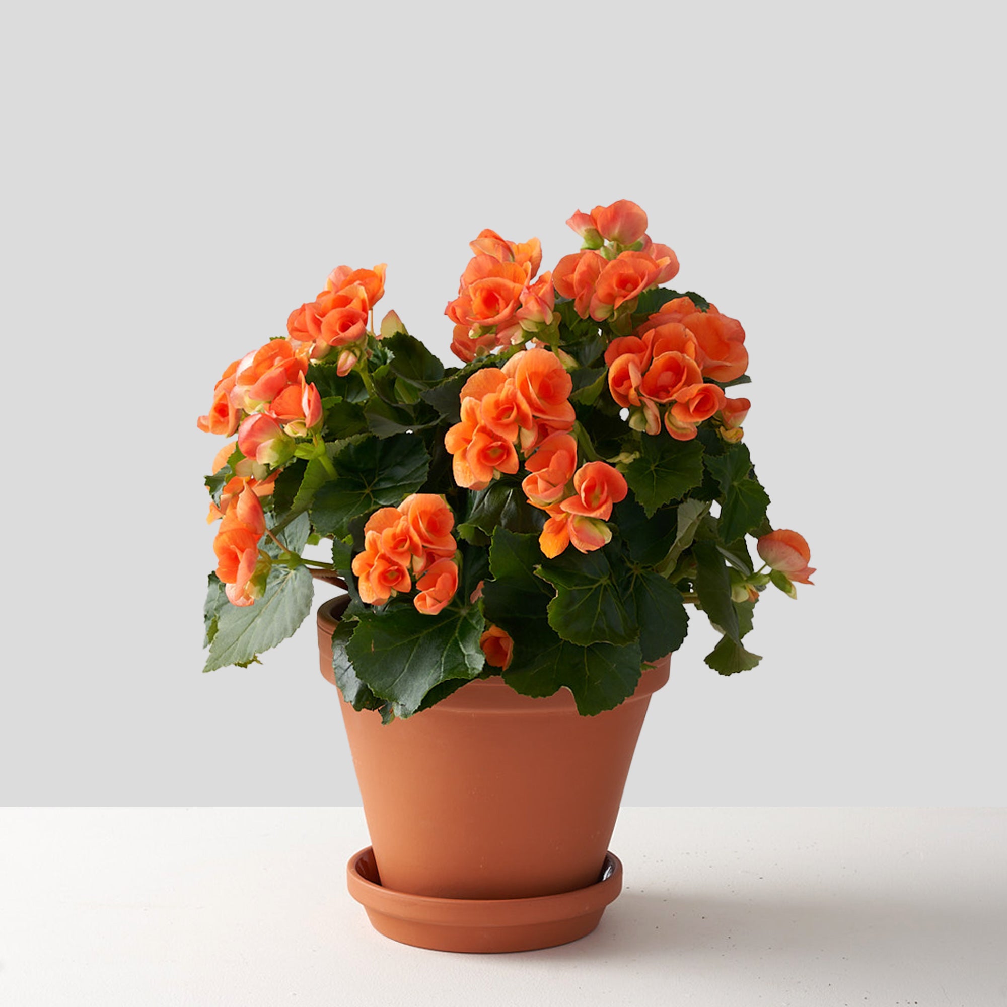 Terra cotta pot filled with vibrant orange begonia set upon a white table