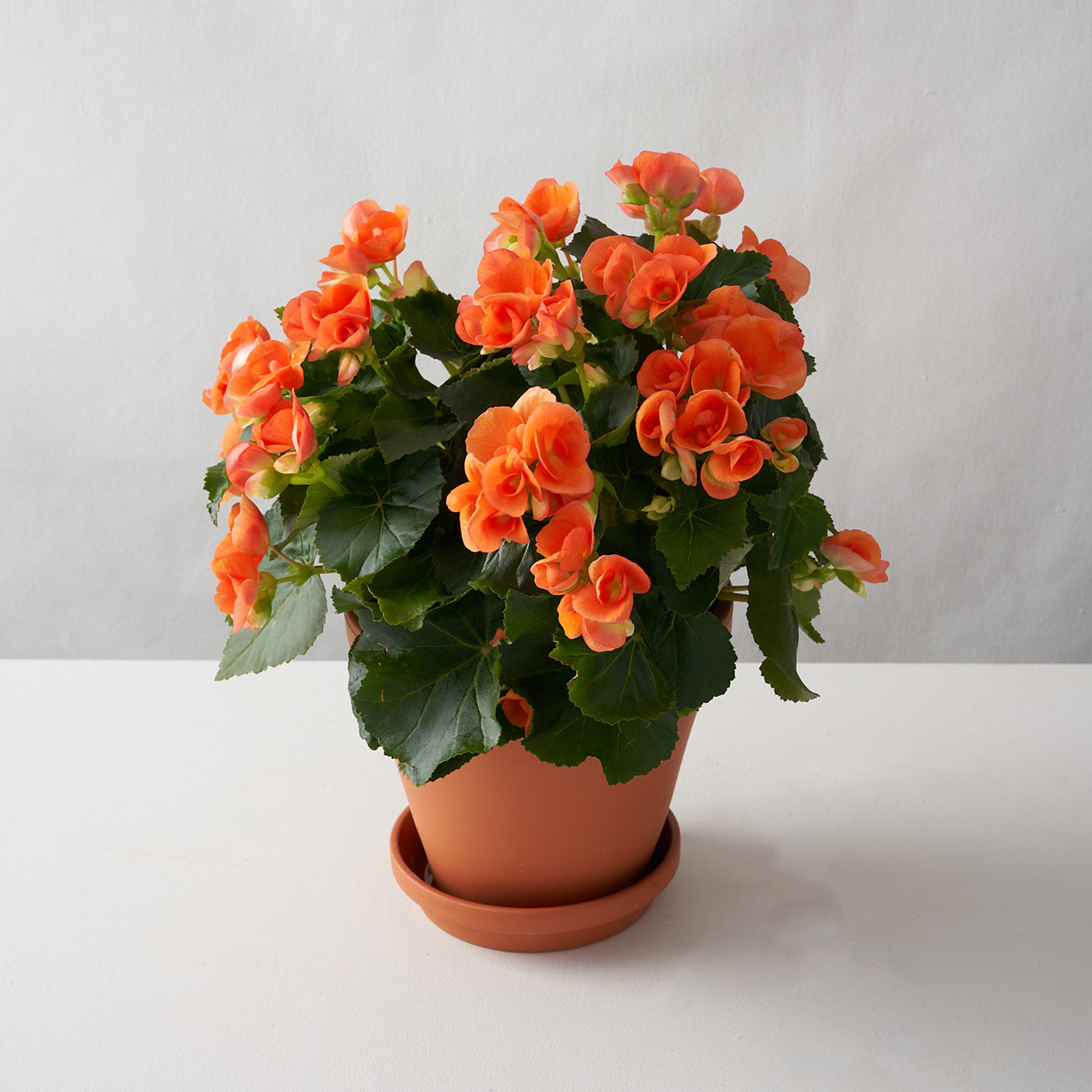 Orange Begonia