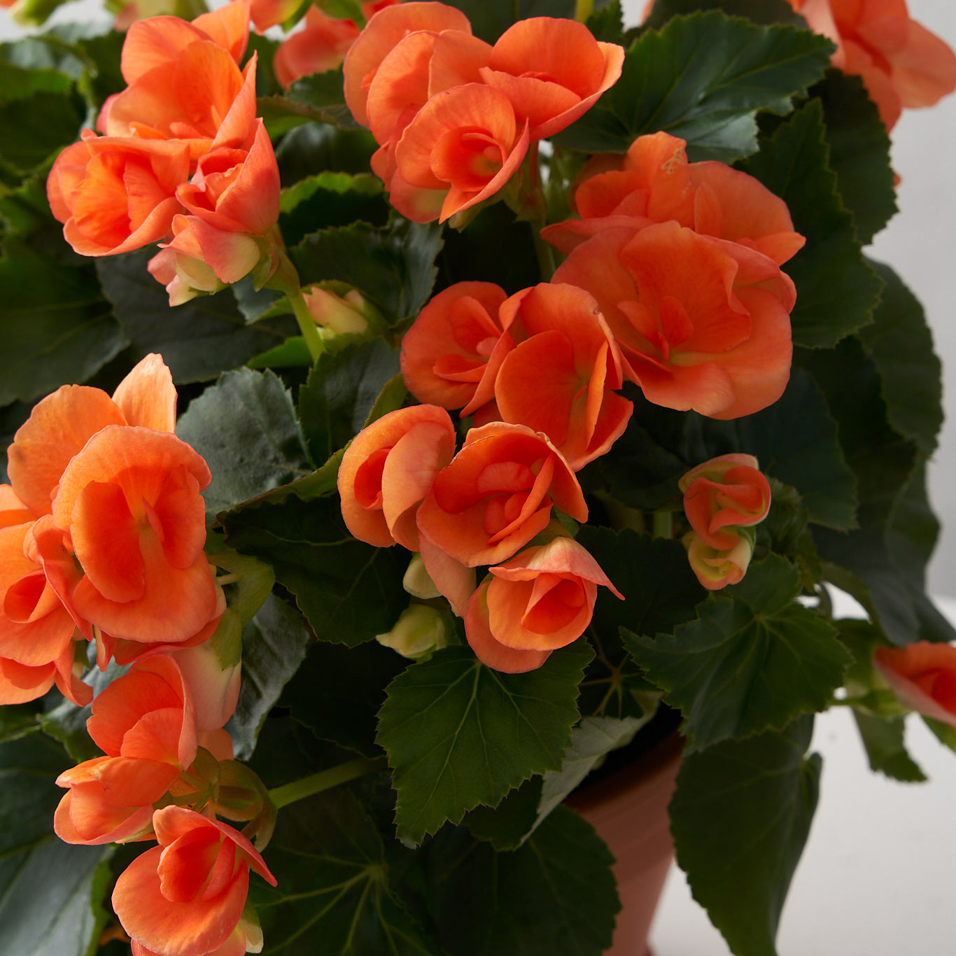 Orange Begonia
