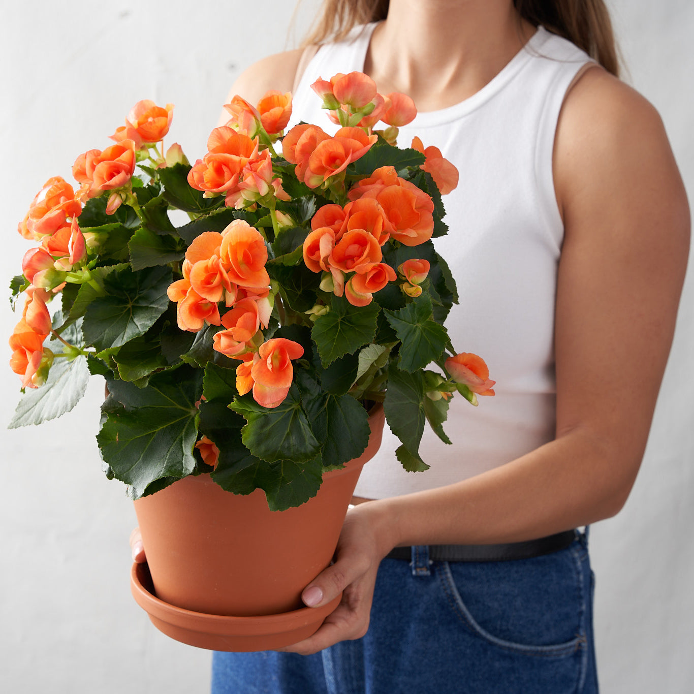 Orange Begonia