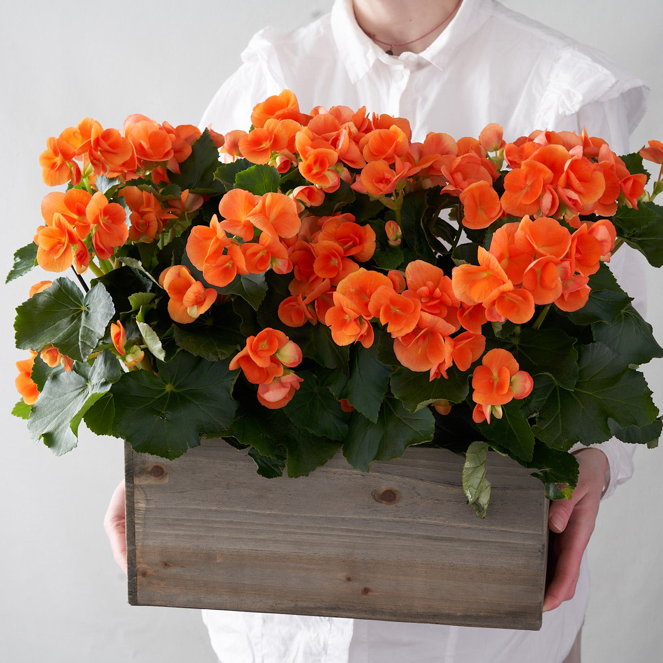 Woman in white holding in her hands a wooden planter box filled with orange begonia 