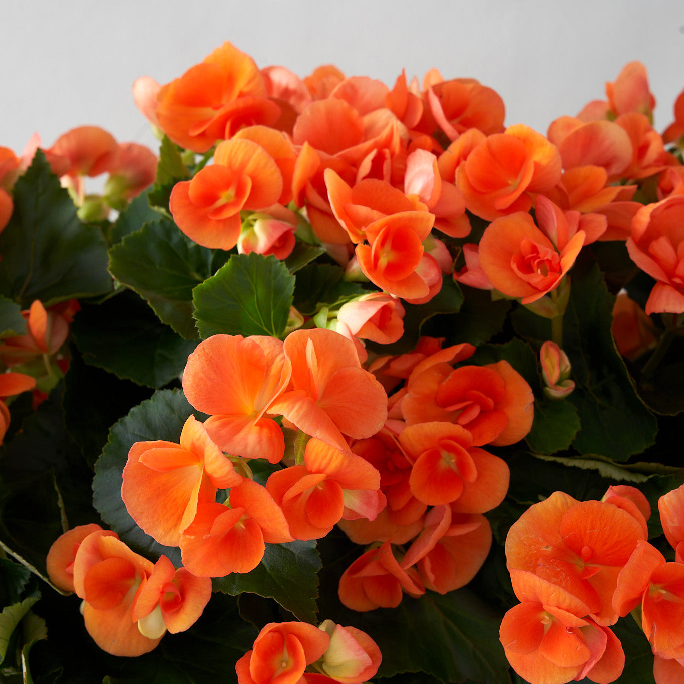 Close up view of orange begonia and green leaves