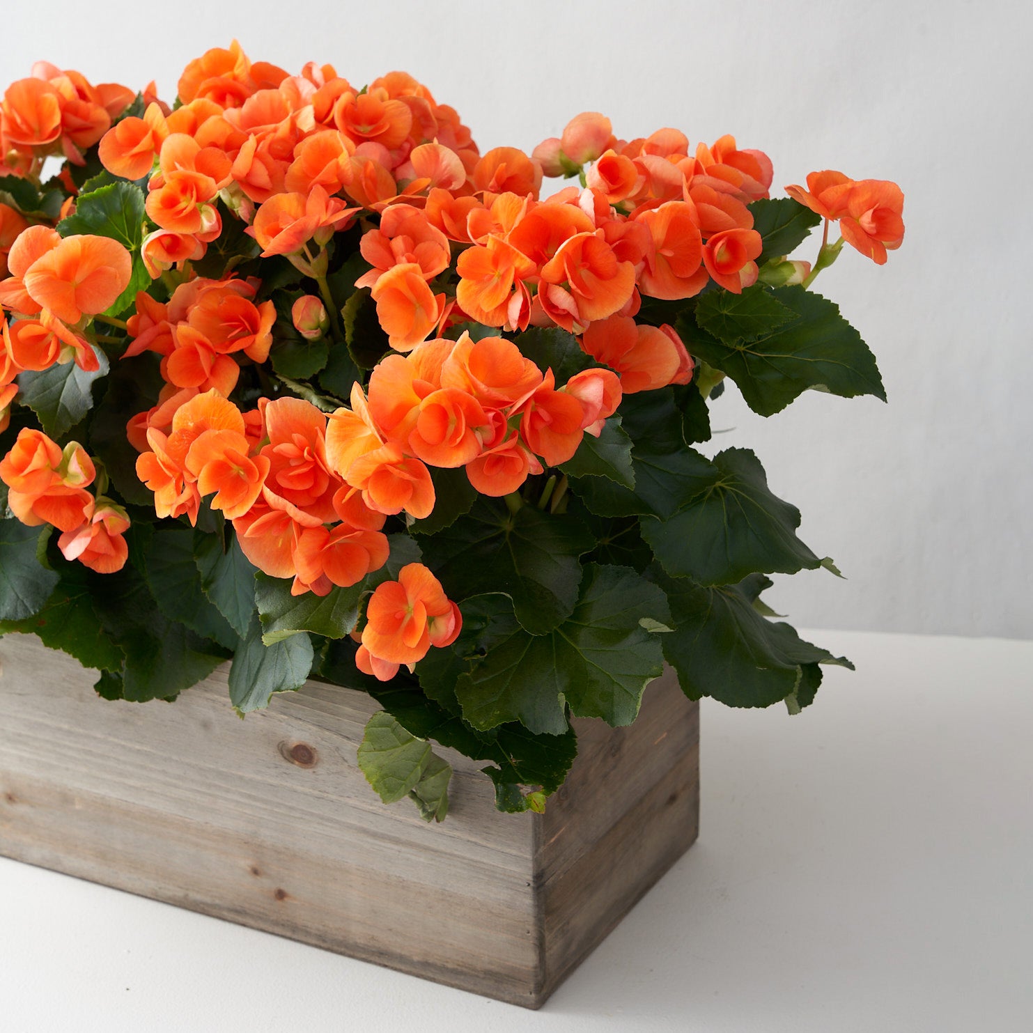 Orange begonia inside a wooden planter box