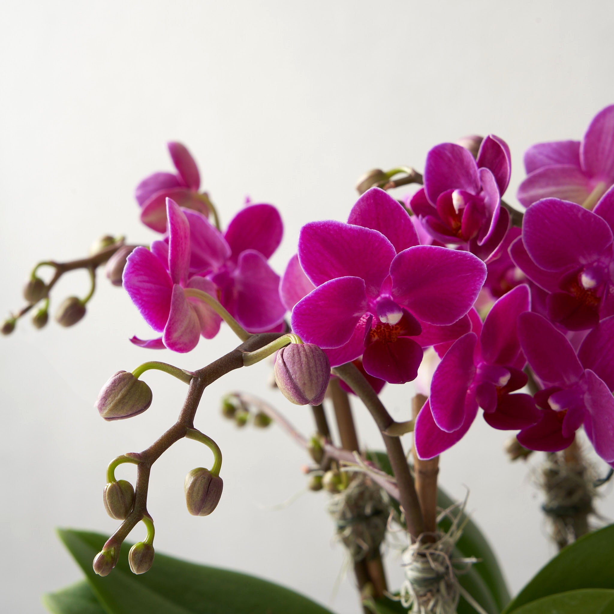 Mini pink Orchids