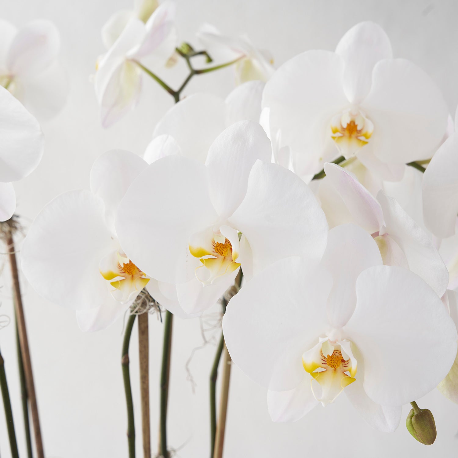 Closeup of white phalaenopsis orchid flowers on white background. 