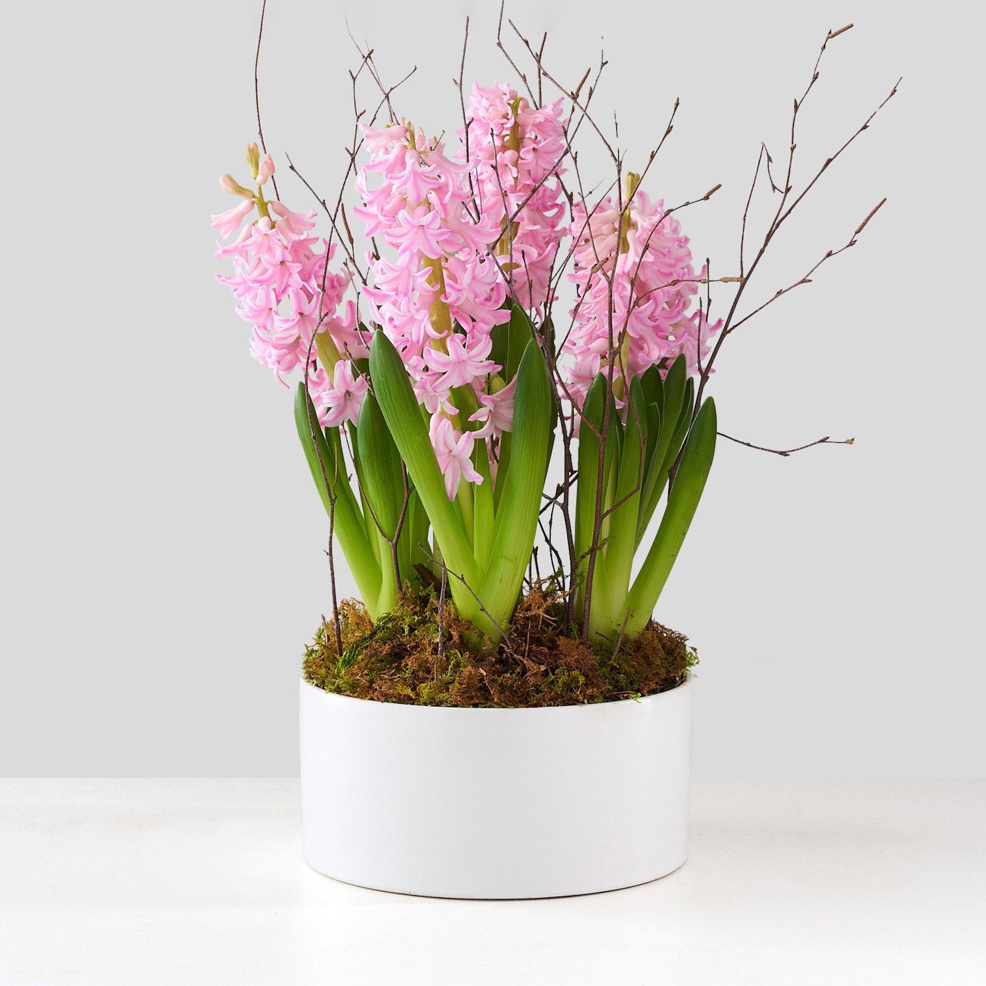 5 pink hyacinths in a white ceramic pot with birch twigs