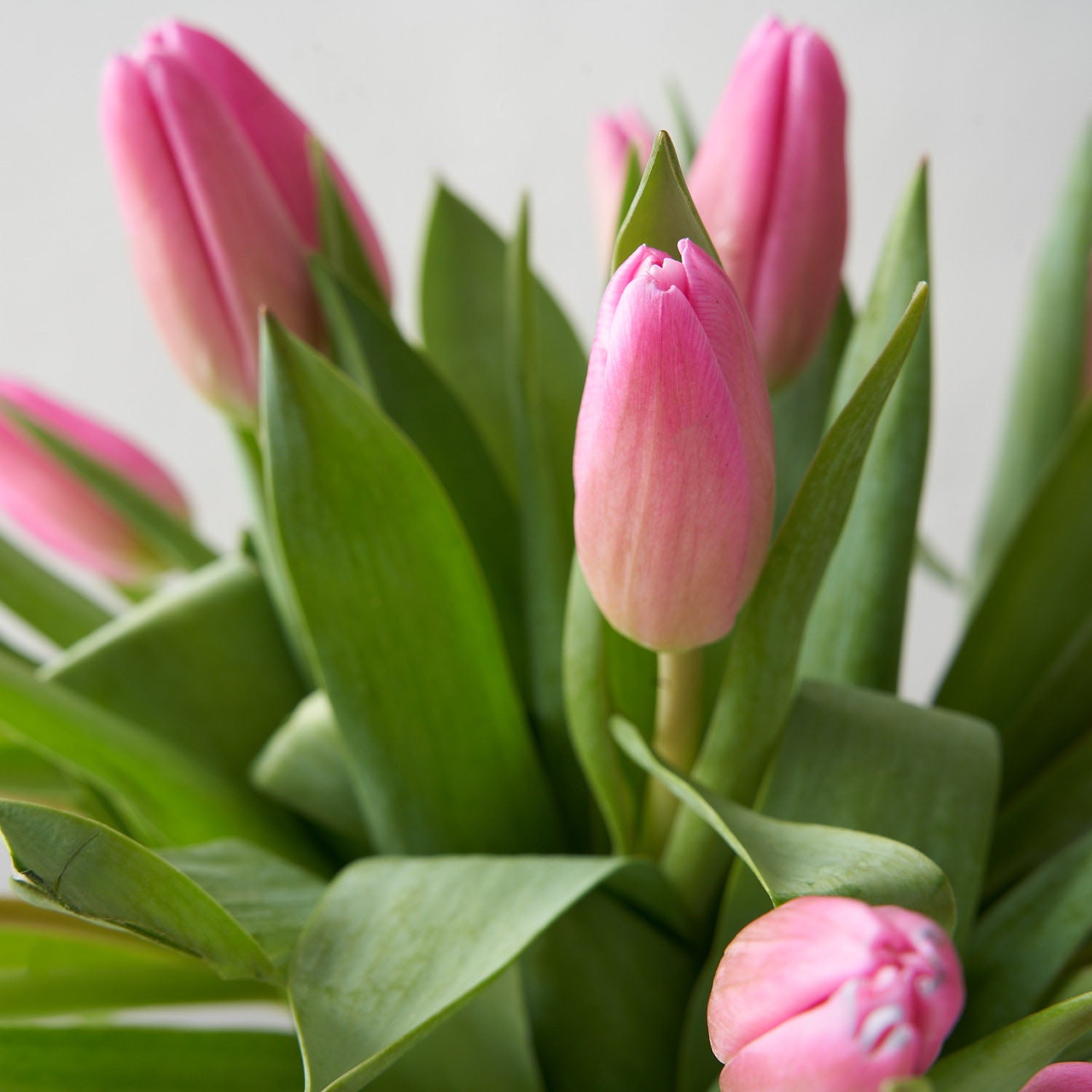 Close up of pink tulip blooms