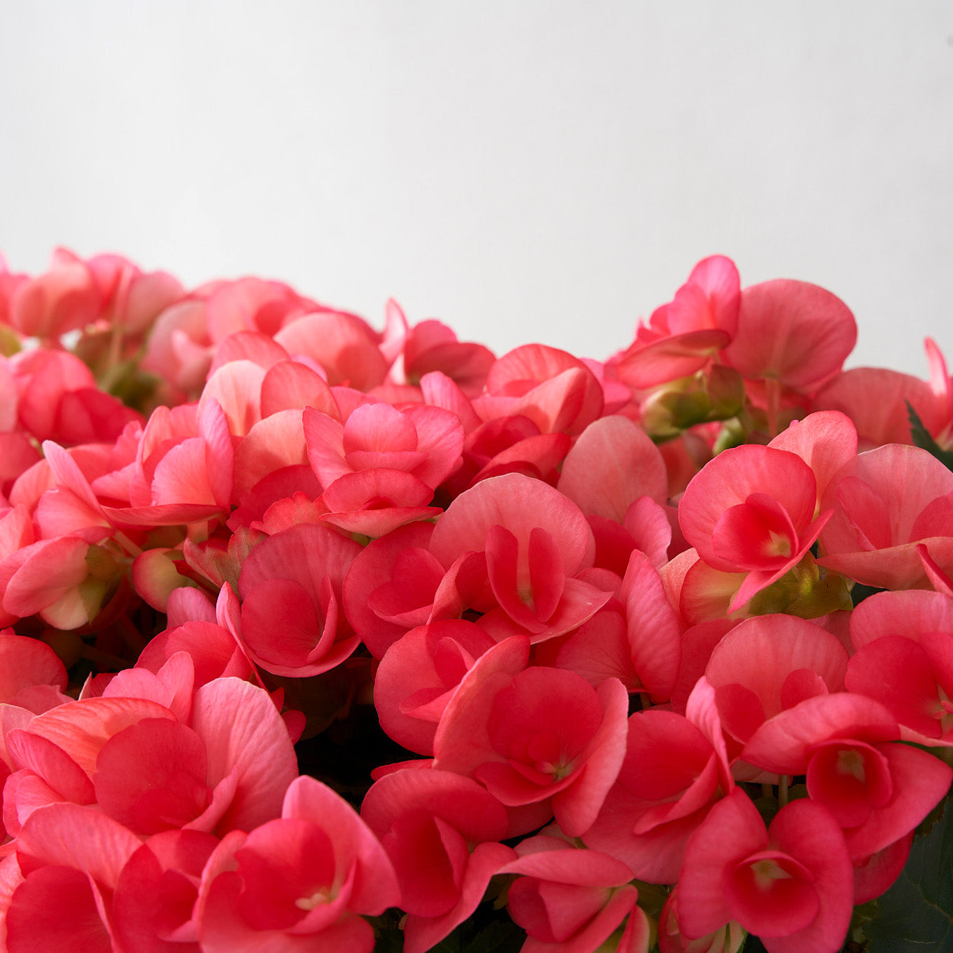 Close up view of a cluster of pink begonias