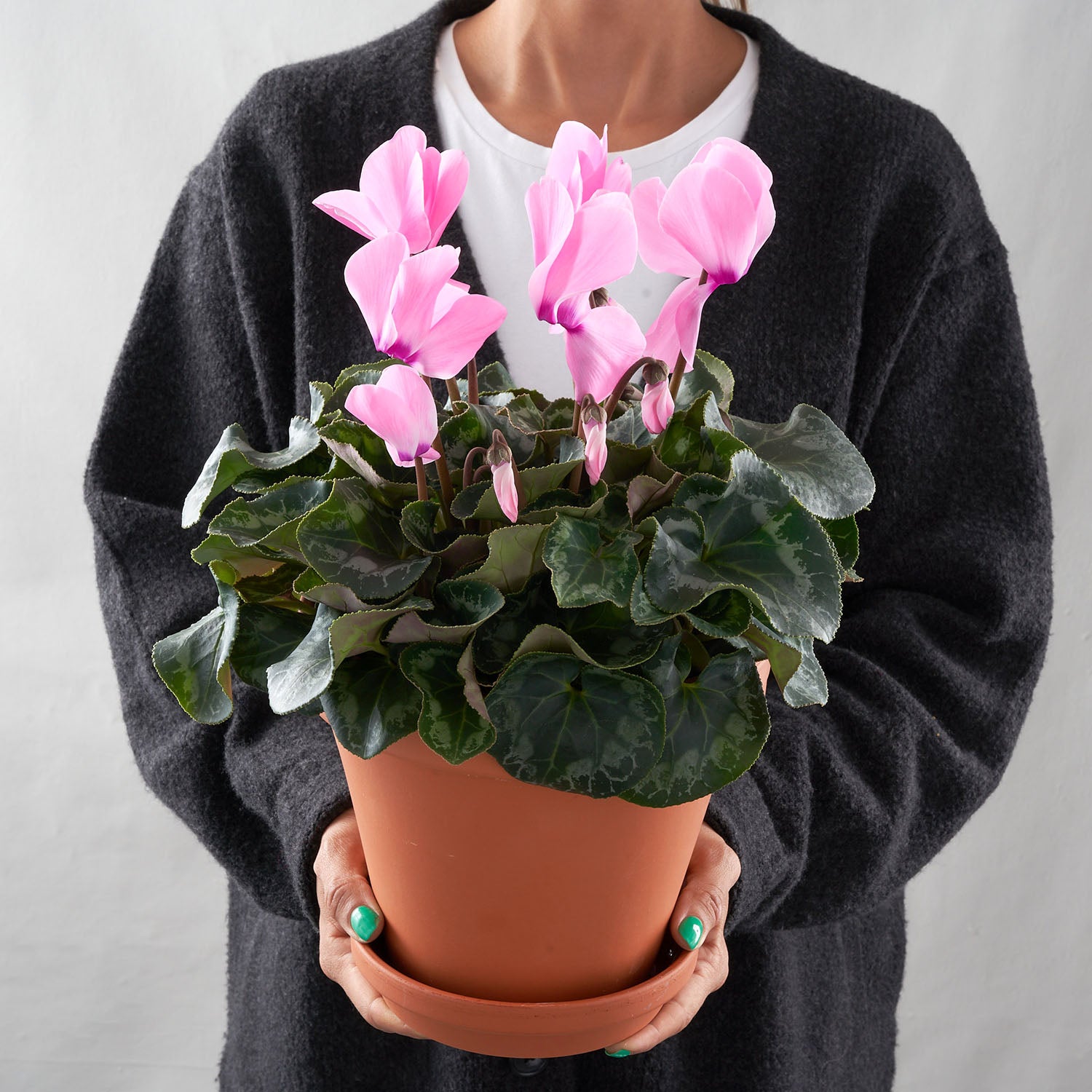 Woman holding pale pink cyclamen plant in clay pot.