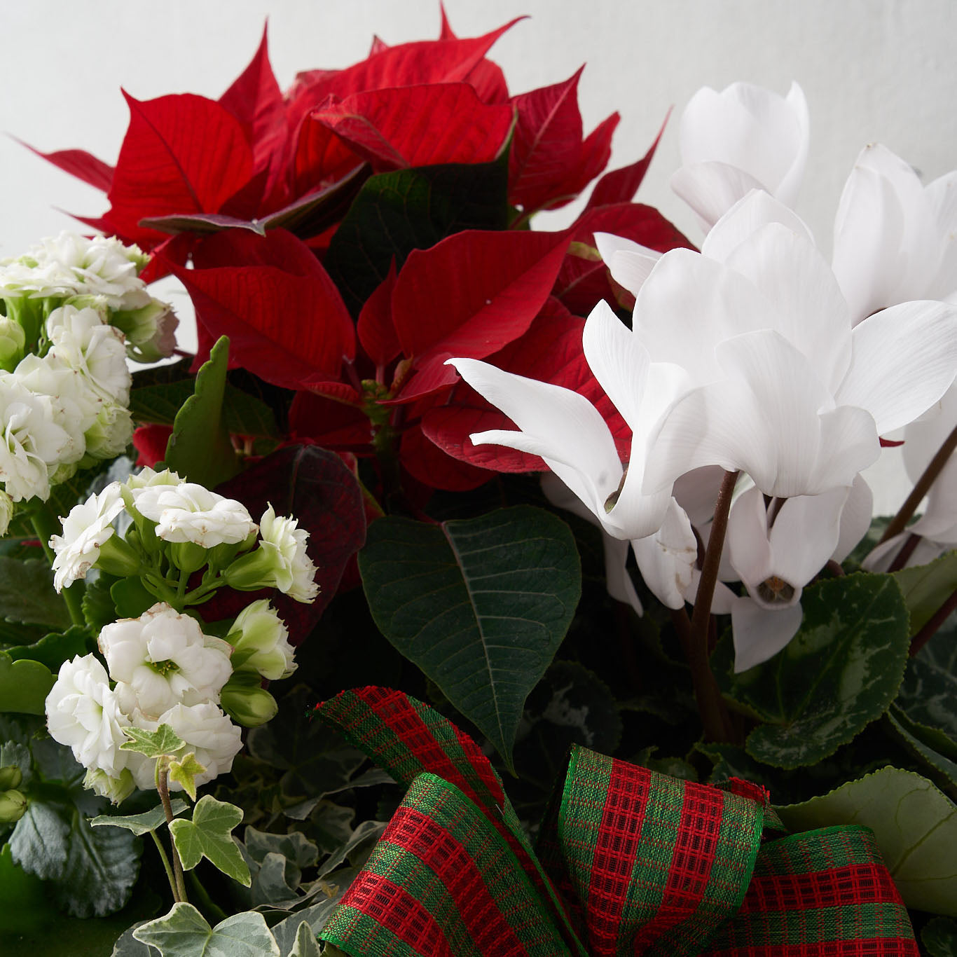 Closeup of red poinsettia, white cyclamen, and white kalanchoe, with green and red ribbon.