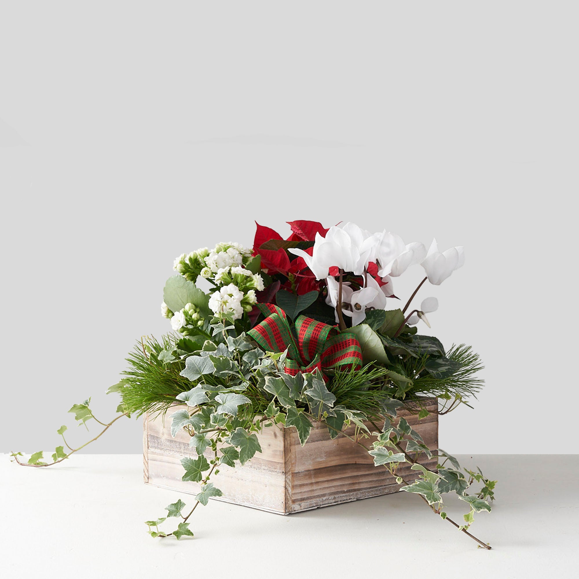 Mixed red and white plants in wooden box with pine boughs and red and green ribbon;