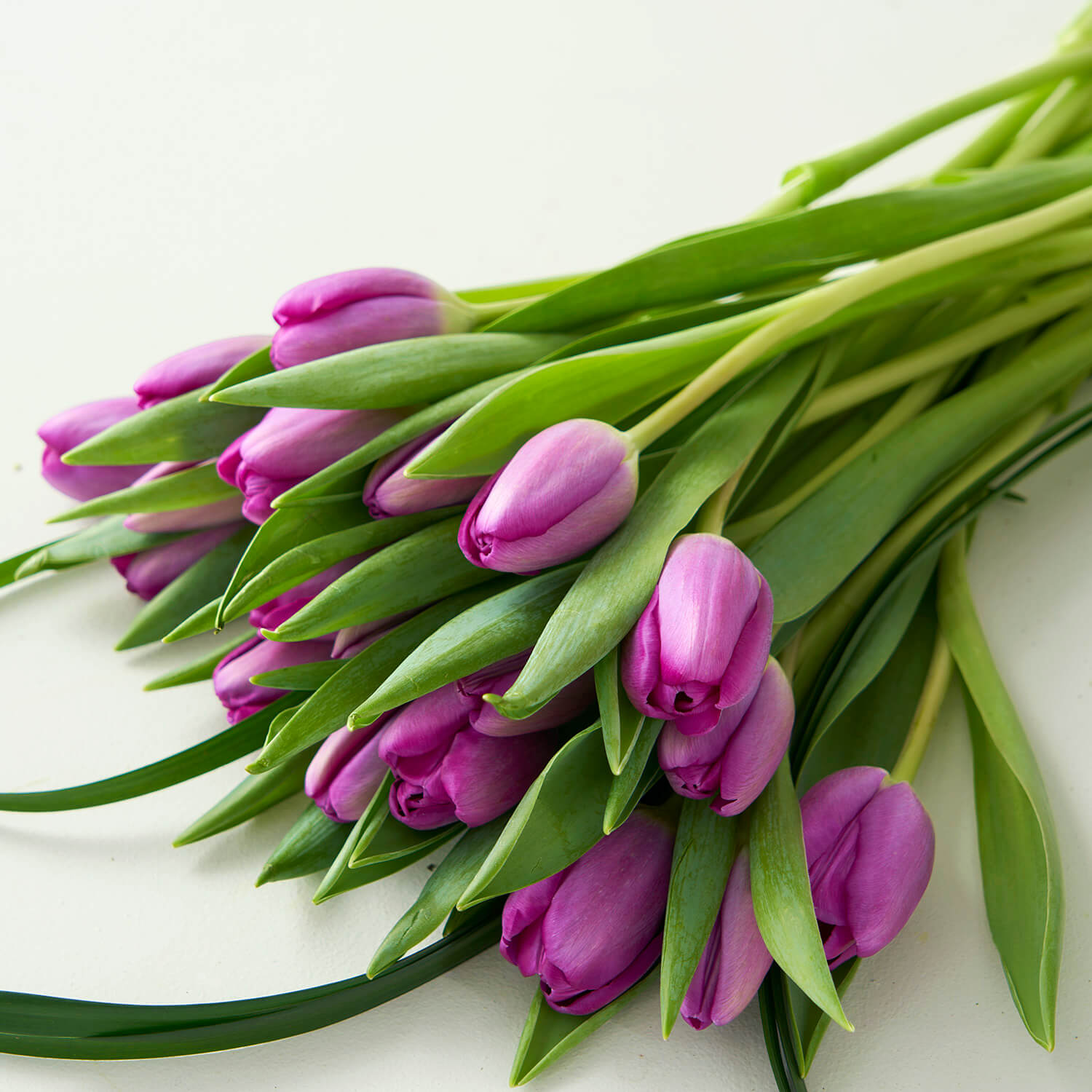 close up photo of cut purple tulips on a white table