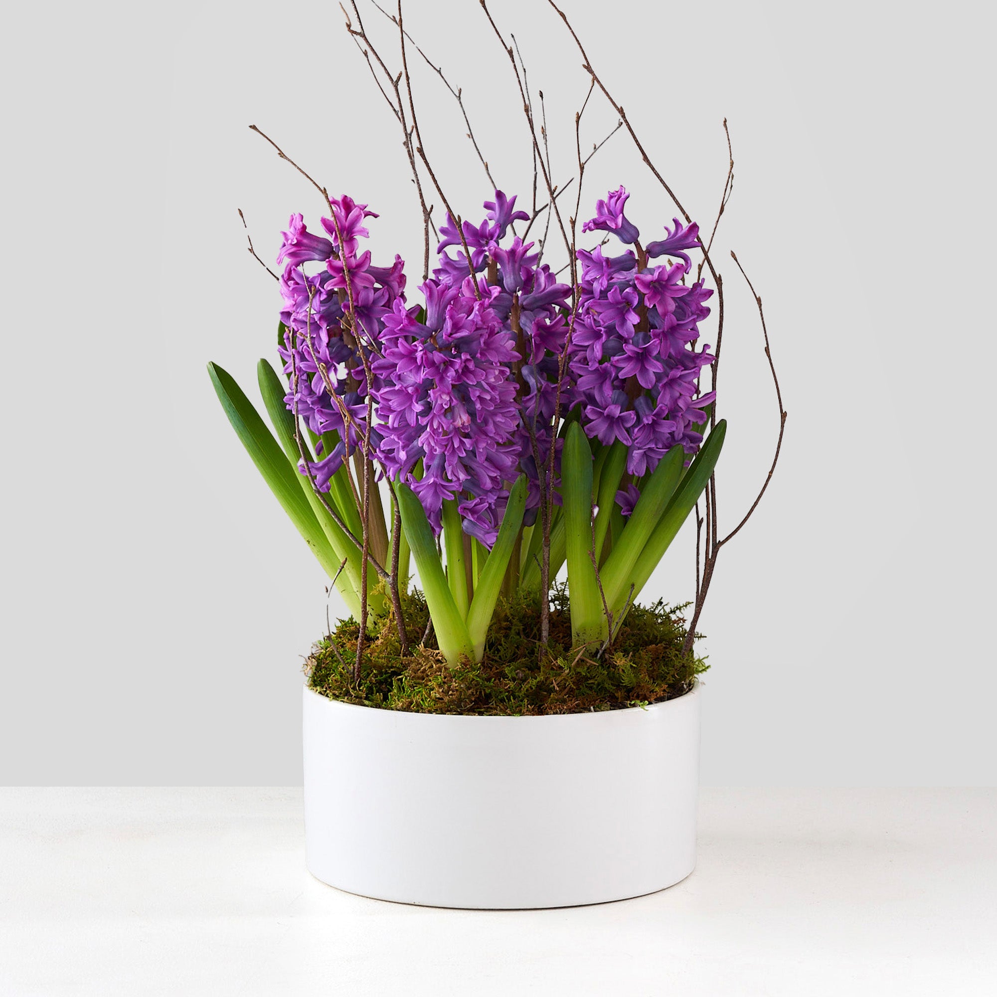 5 purple hyacinths in a white ceramic pot with birch twigs.