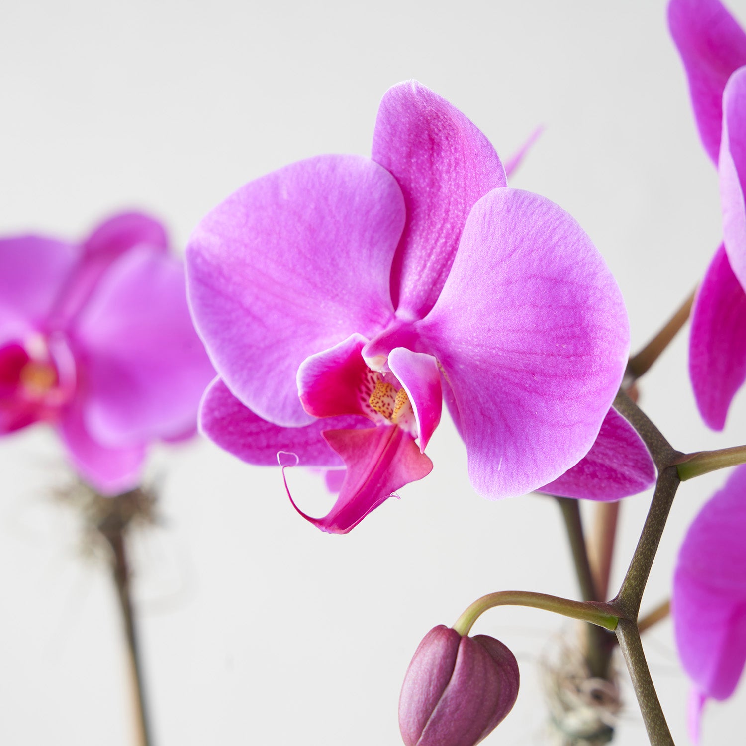 closeup of fuchsia pink phalaenopsis orchid flower on white background.