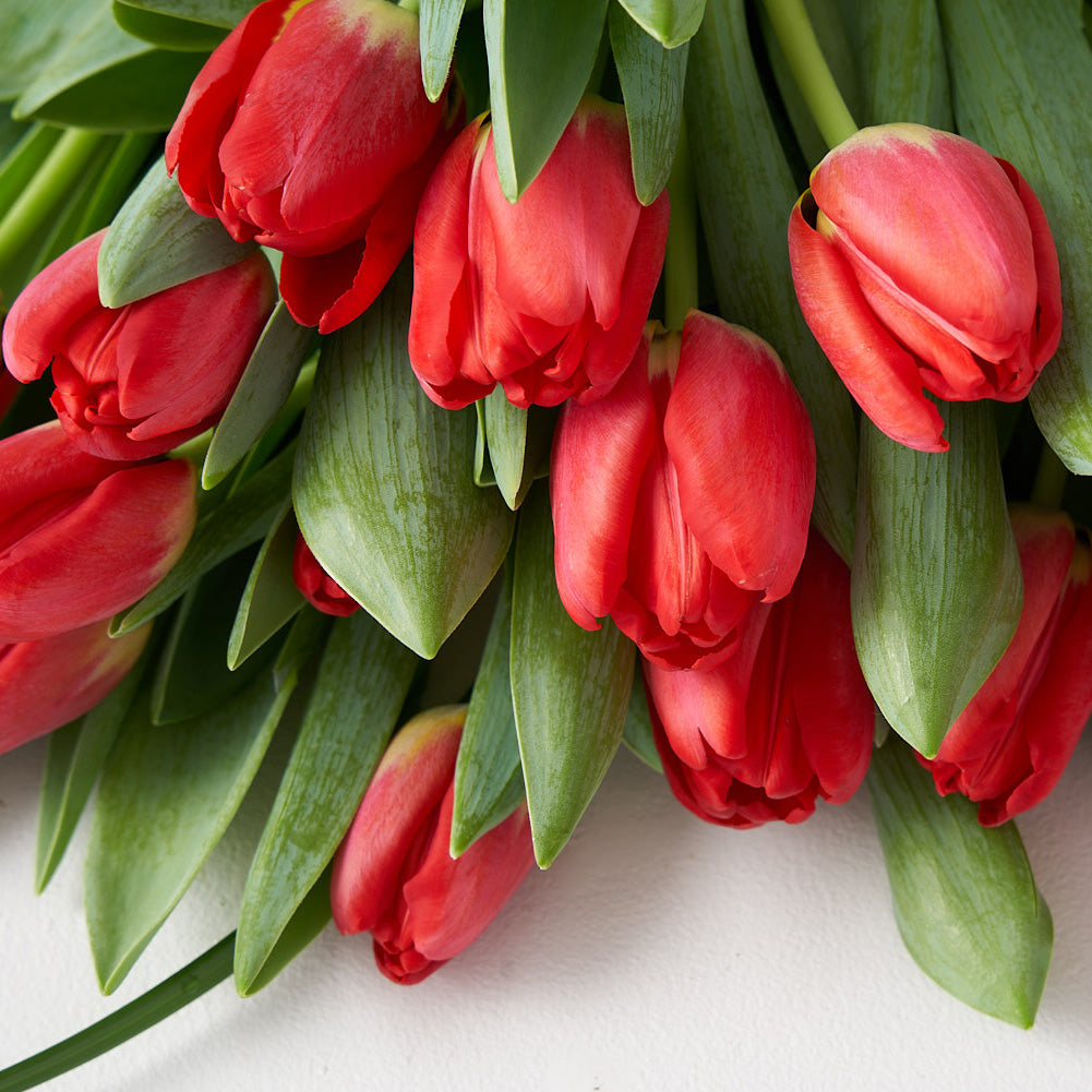 Close up view of red tulip blooms