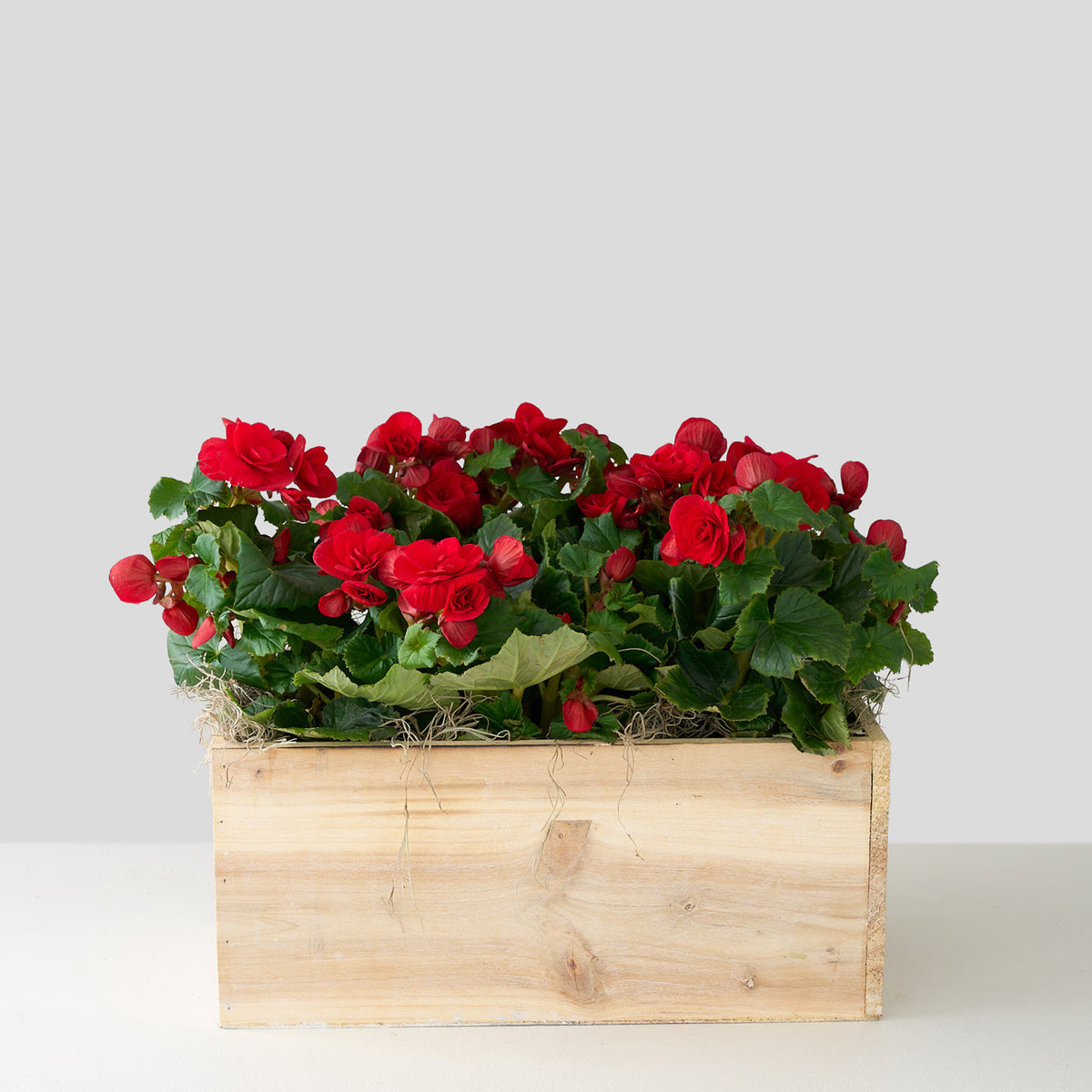 Bégonias blush dans une boîte en bois