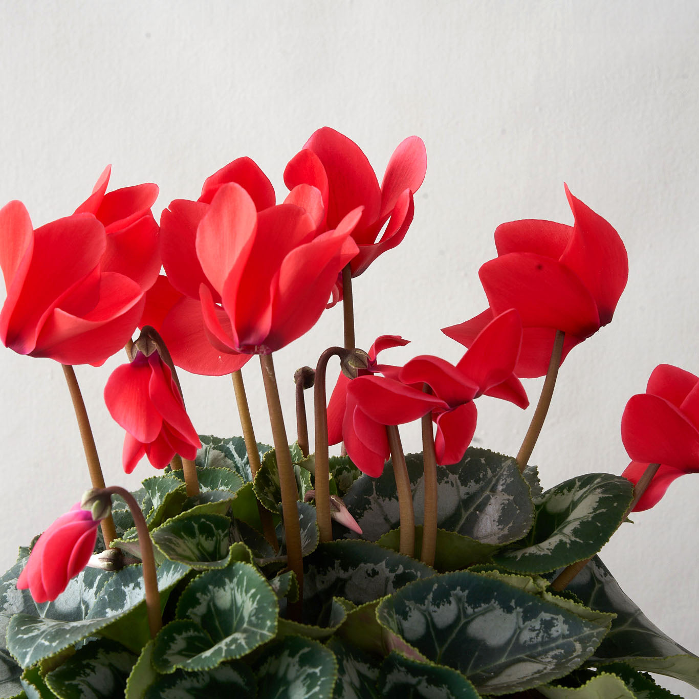 Closeup of red cyclamen plant.