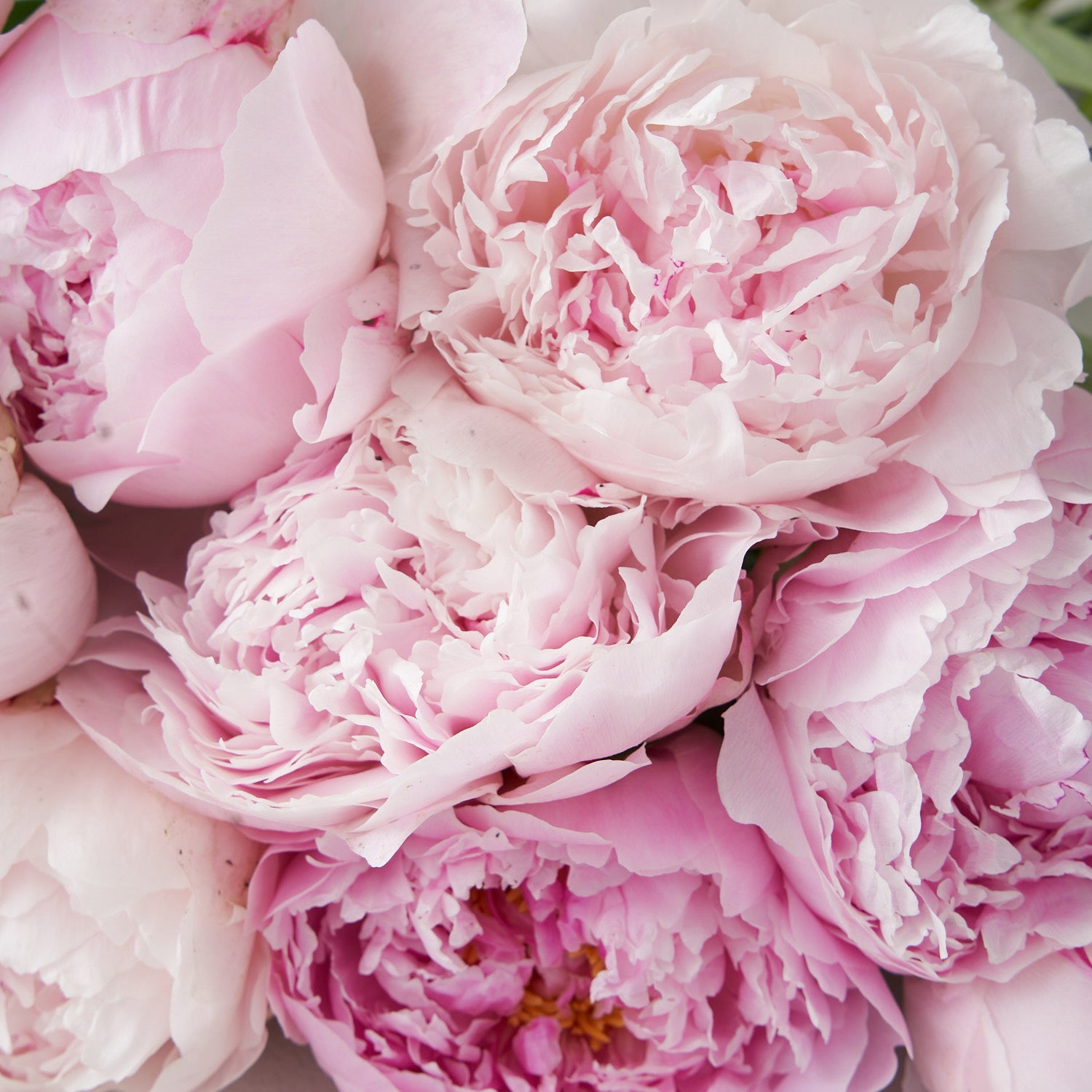 12 Soft Pink Peonies