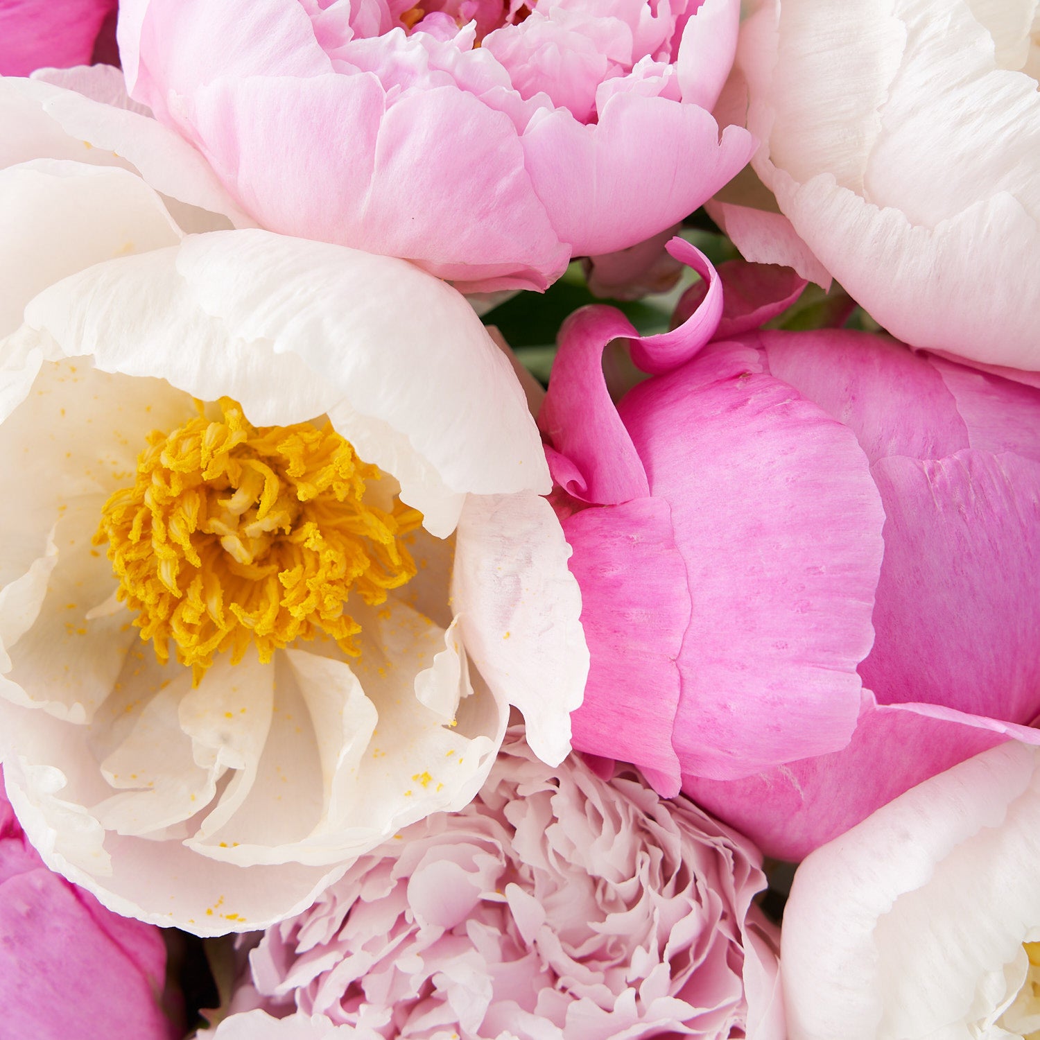 Pink, white and dark pink peonies