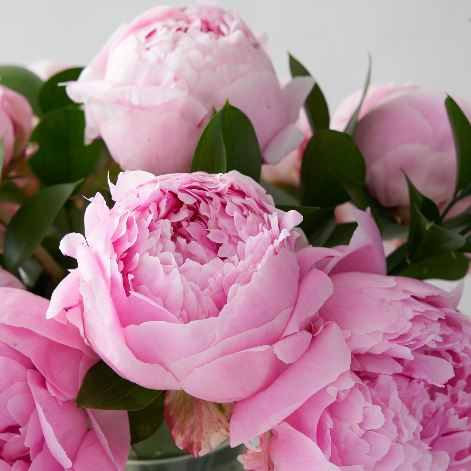 Cluster of pink peony blooms