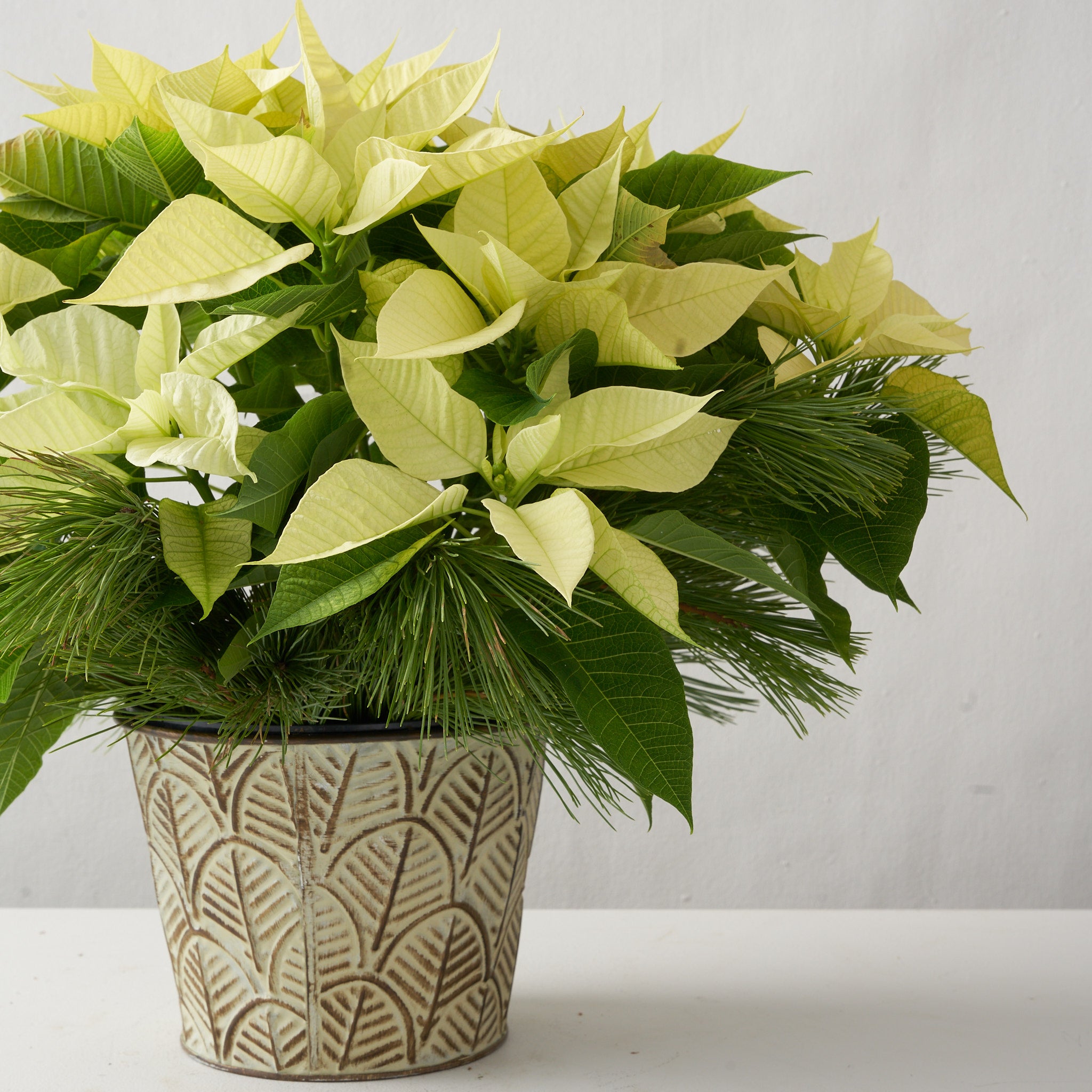 Small White poinsettia in a decorative tin pot with pine boughs.