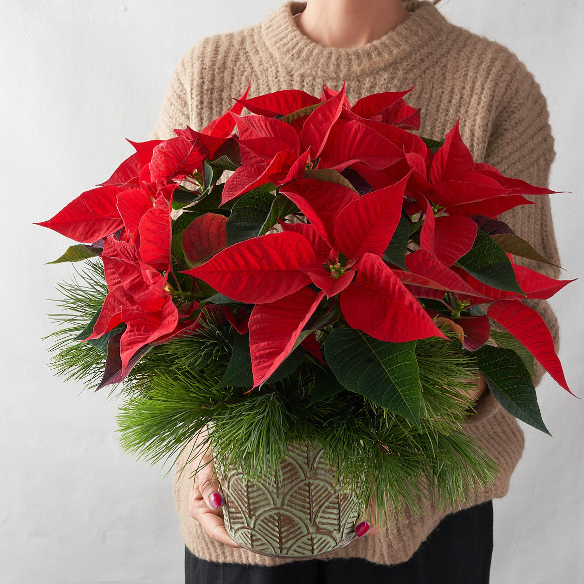 Woman holding red poinsettia in decorative pot with pine boughs.