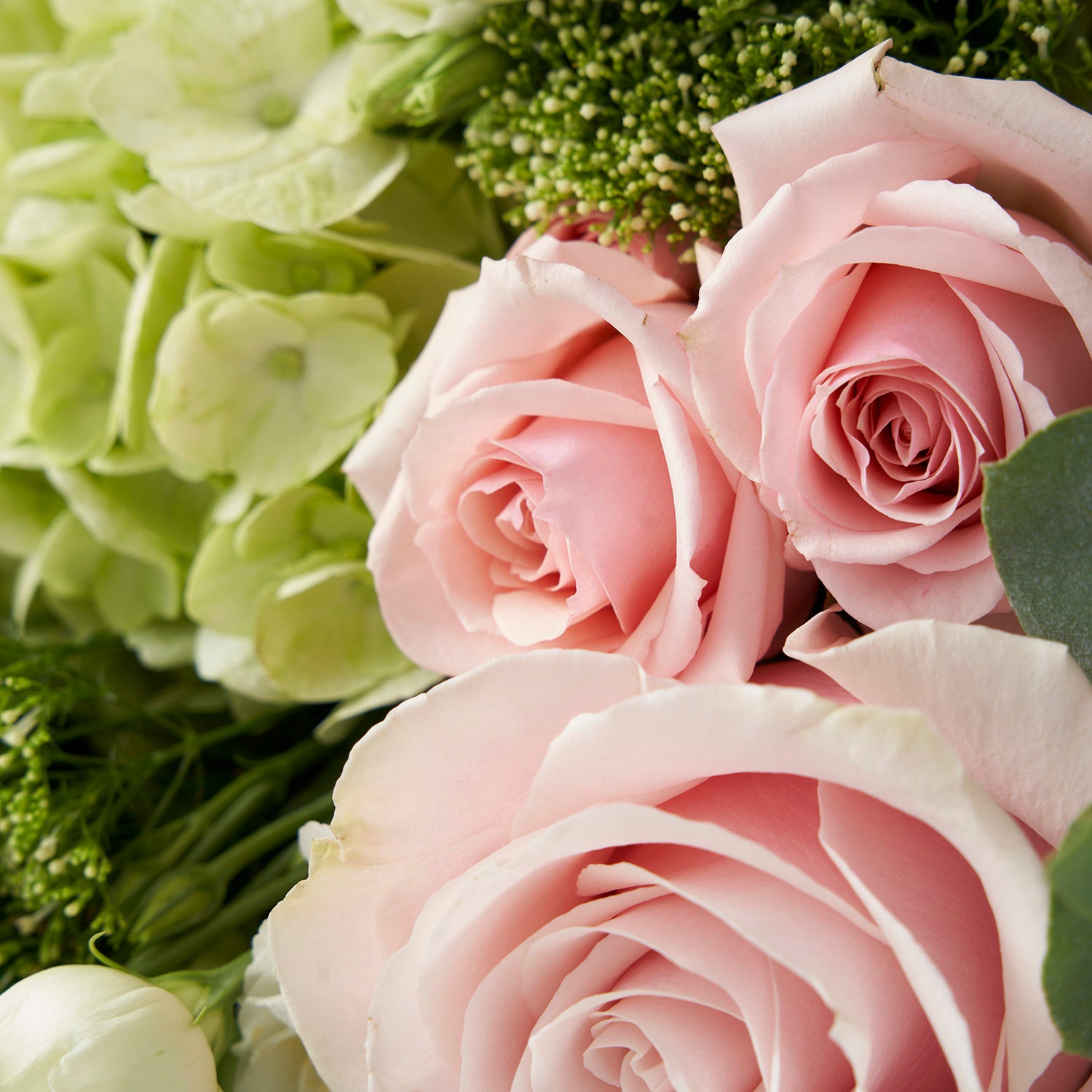 Closeup of soft pink roses and pale green hydrangea.