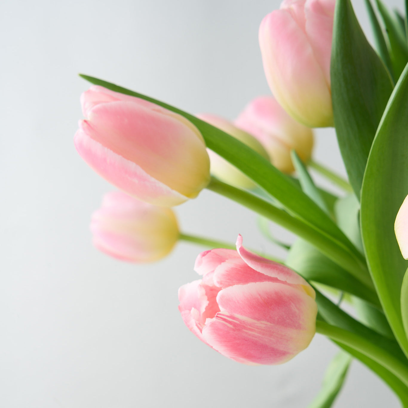 Pippa (Arranged Pink Tulips)
