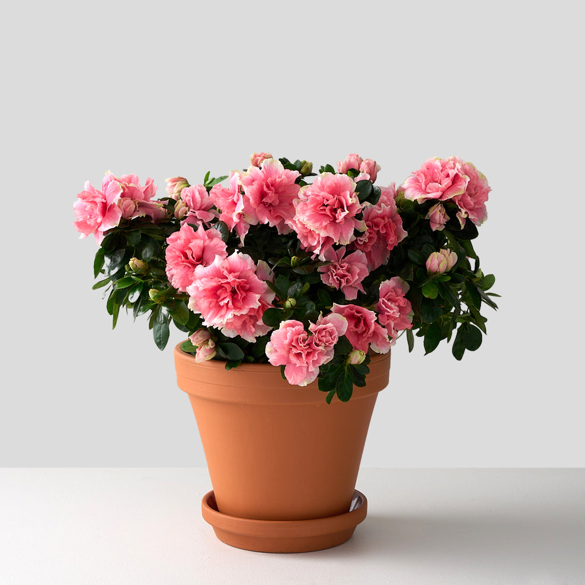 Pink Azalea | Westmount Florist