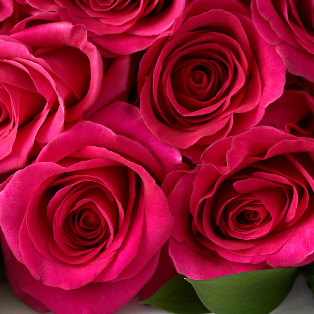 Closeup of hot pink stiletto roses.