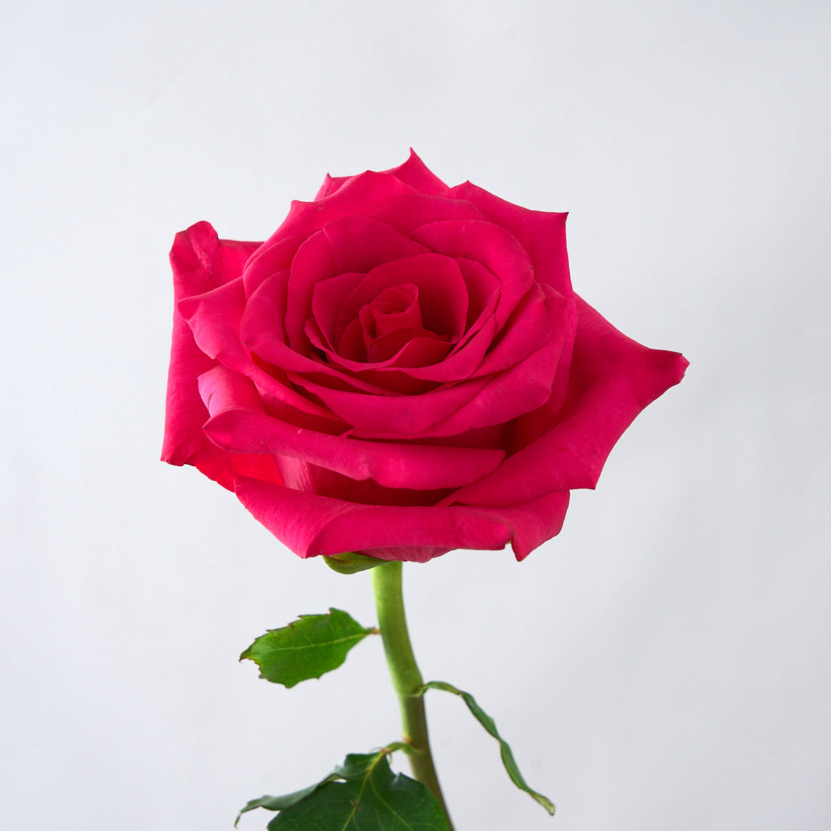 Close up of a singular stilletto rose