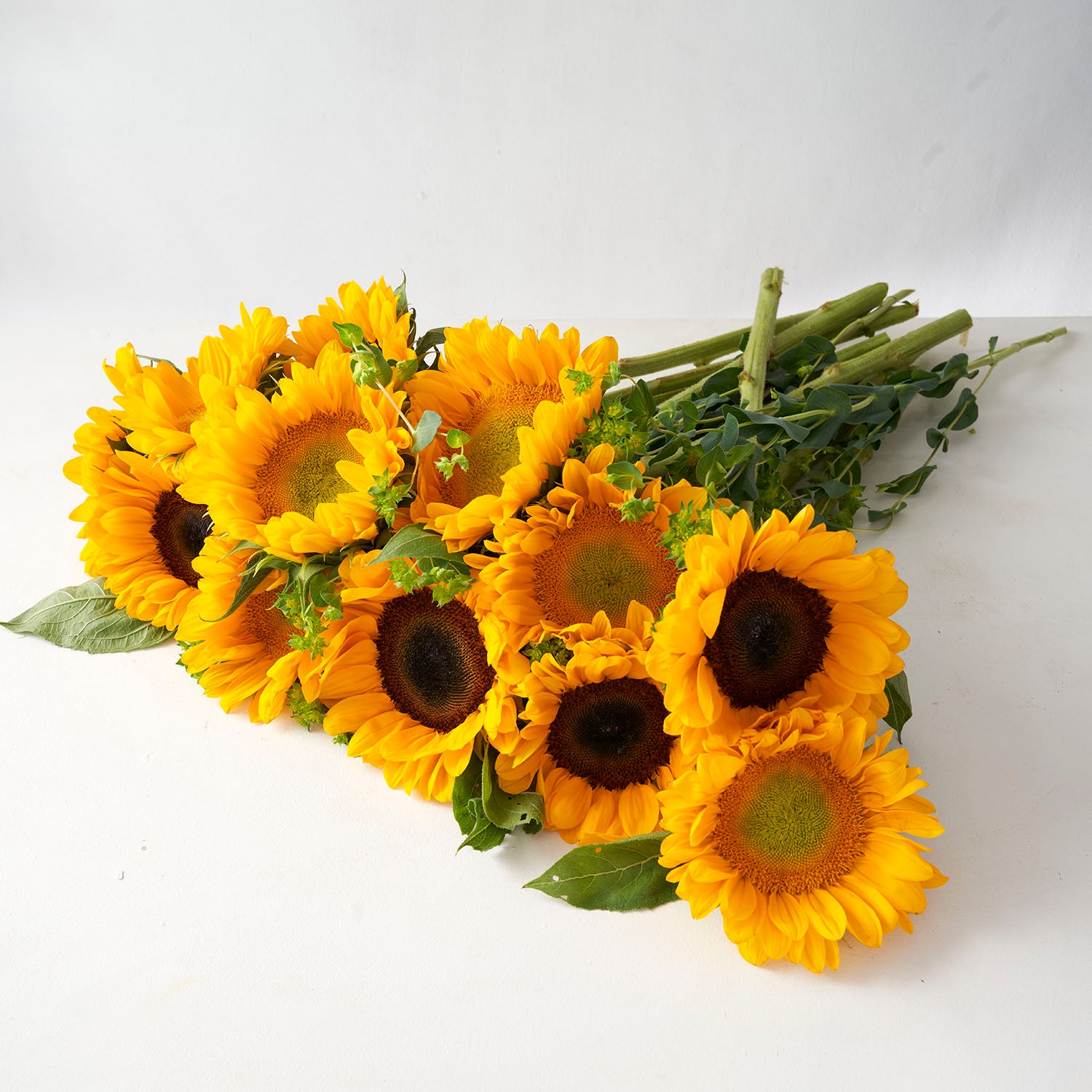 Large bouquet of sunflowers laid out on white background.