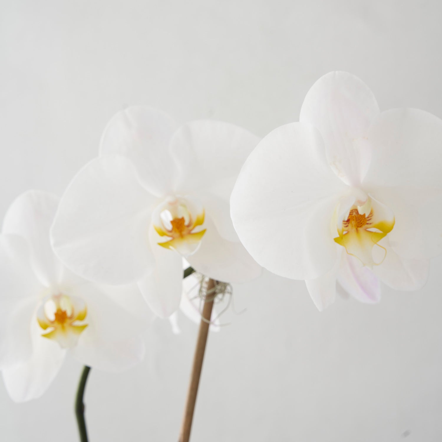 Closeup of three white phalaenopsis flowers on white background,
