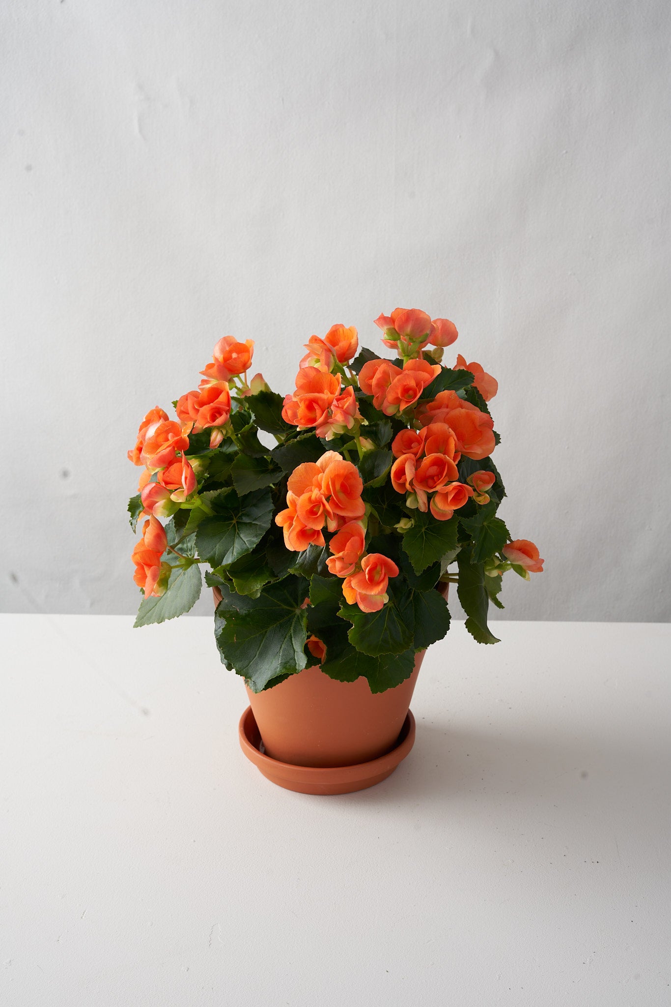 Terra cotta pot filled with vibrant orange begonia set upon a white table