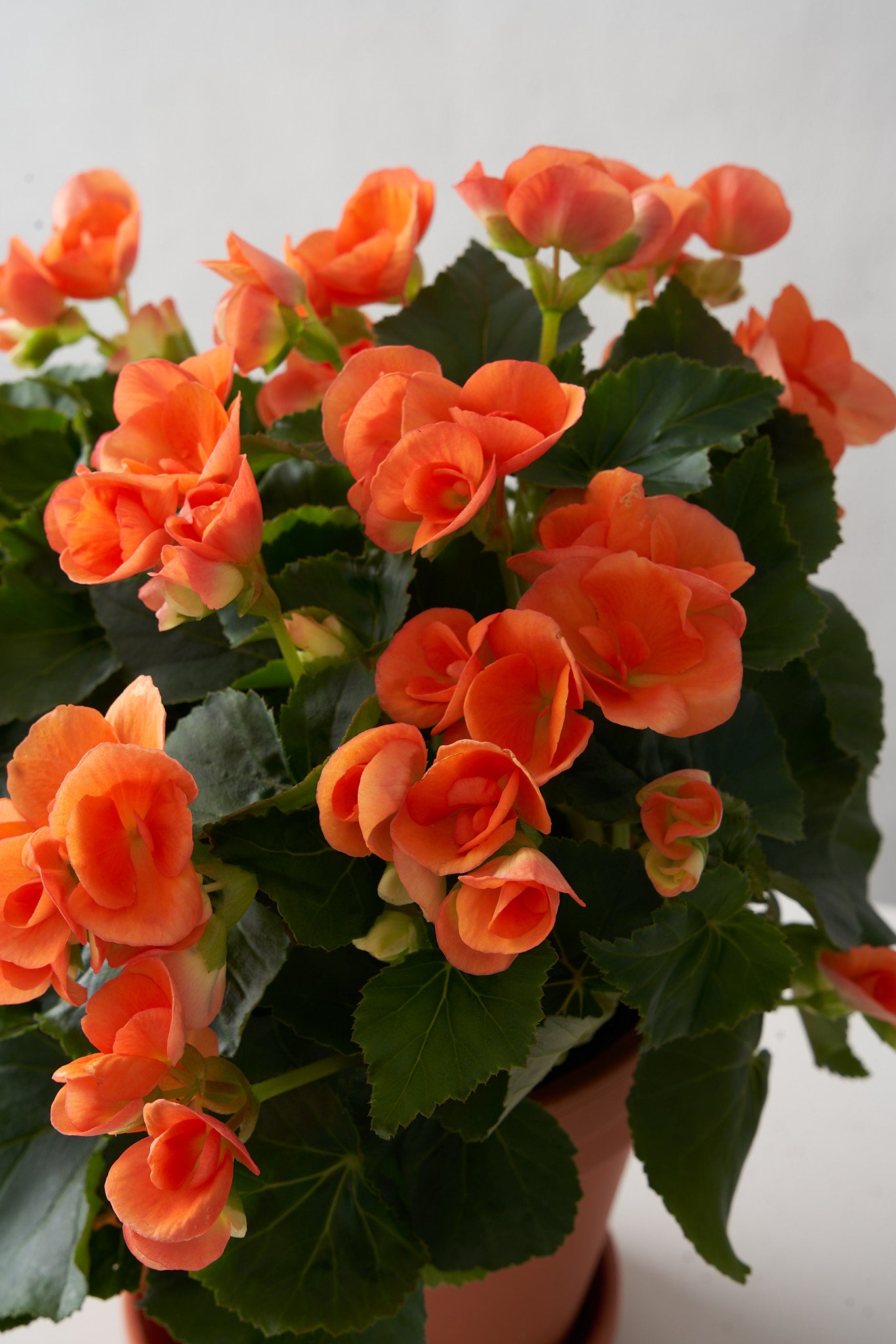 Orange Begonia