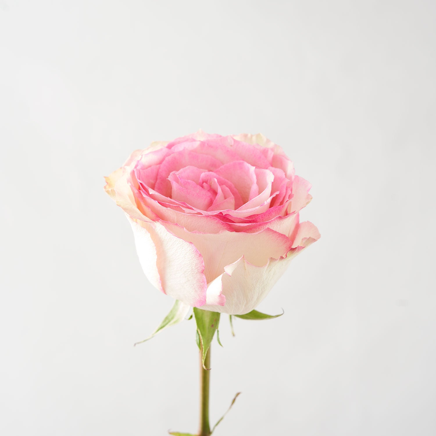 24 Esperance Roses