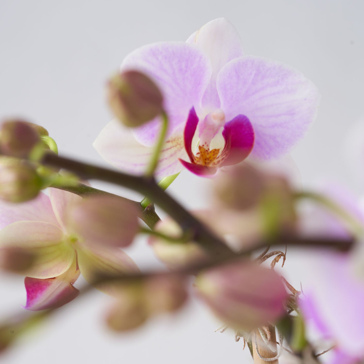 Orchidées miniatures dans un pot céramique