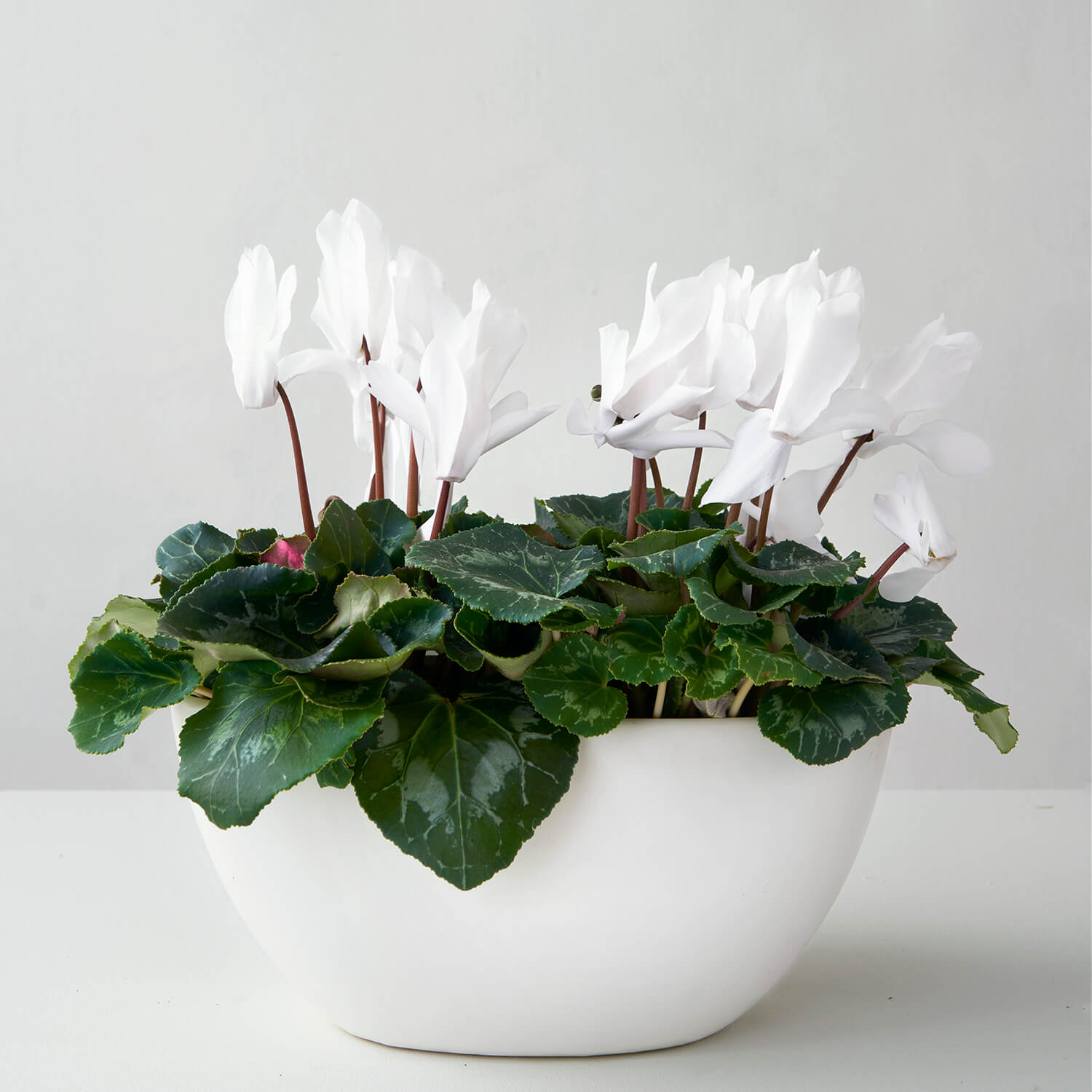 Waterloo (cyclamen blanc double)