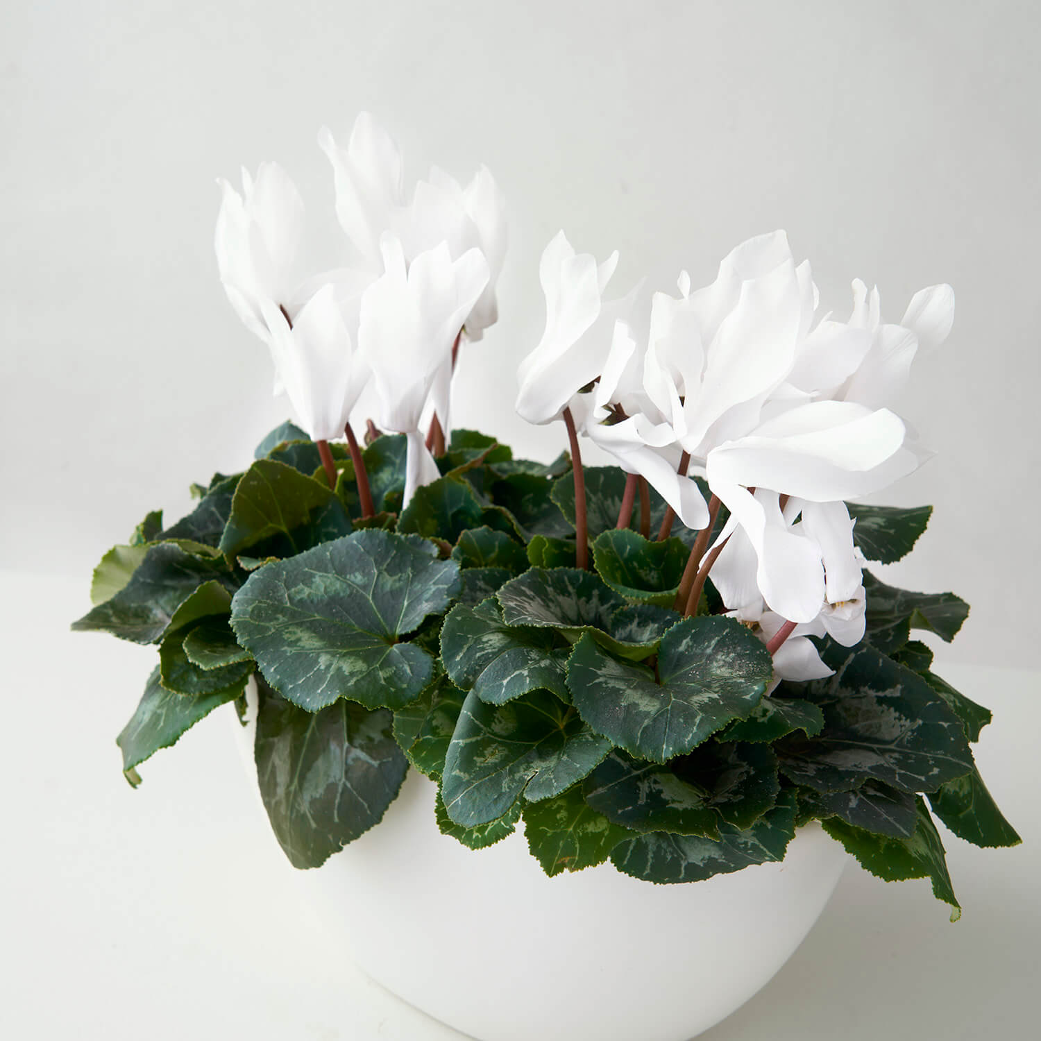 Waterloo (cyclamen blanc double)