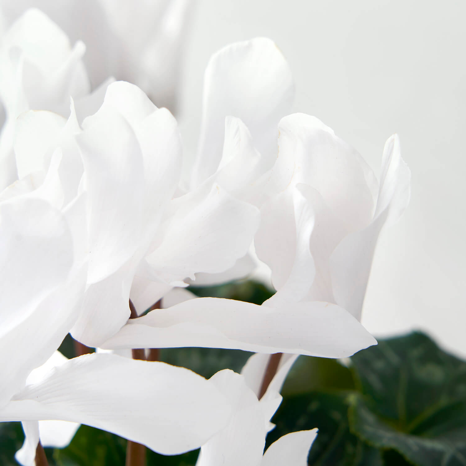 Waterloo (Double White Cyclamen)