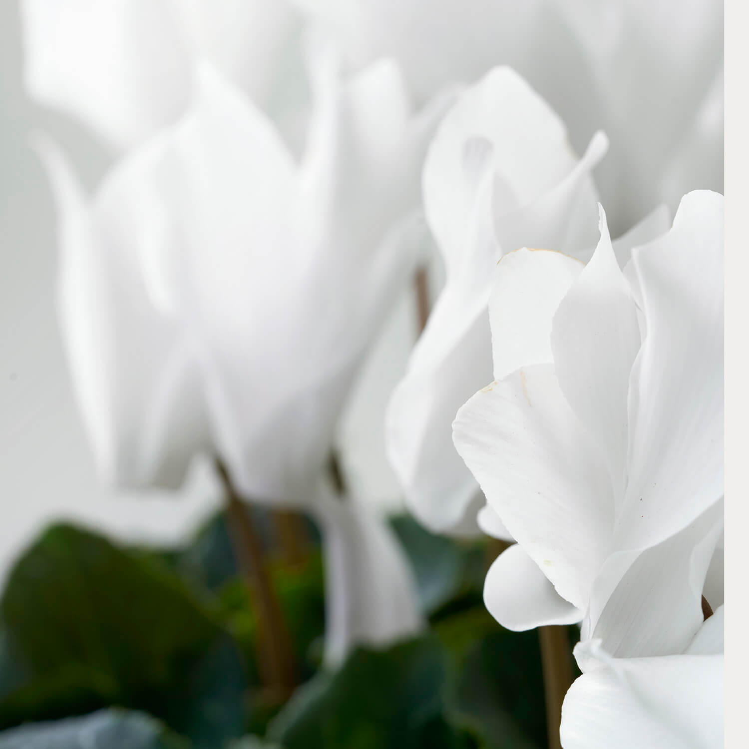 Waterloo (Double White Cyclamen)