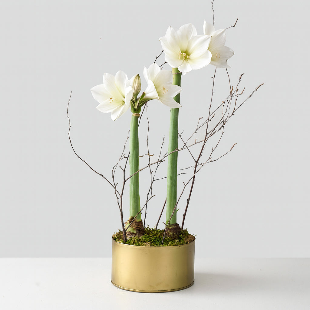 Two white amaryllises in bloom with birch twigs in a gold deco pot